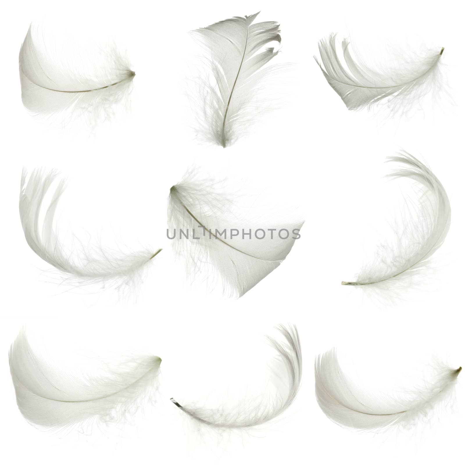 Set of white feather, isolated.