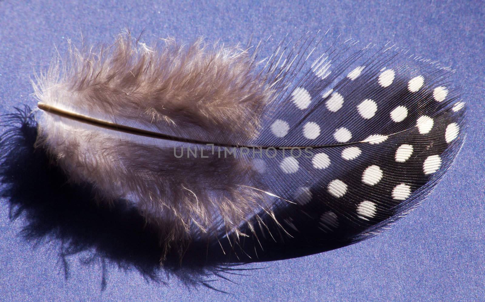 Feather of the Guinea-fowl (Numida melagris) on blue background