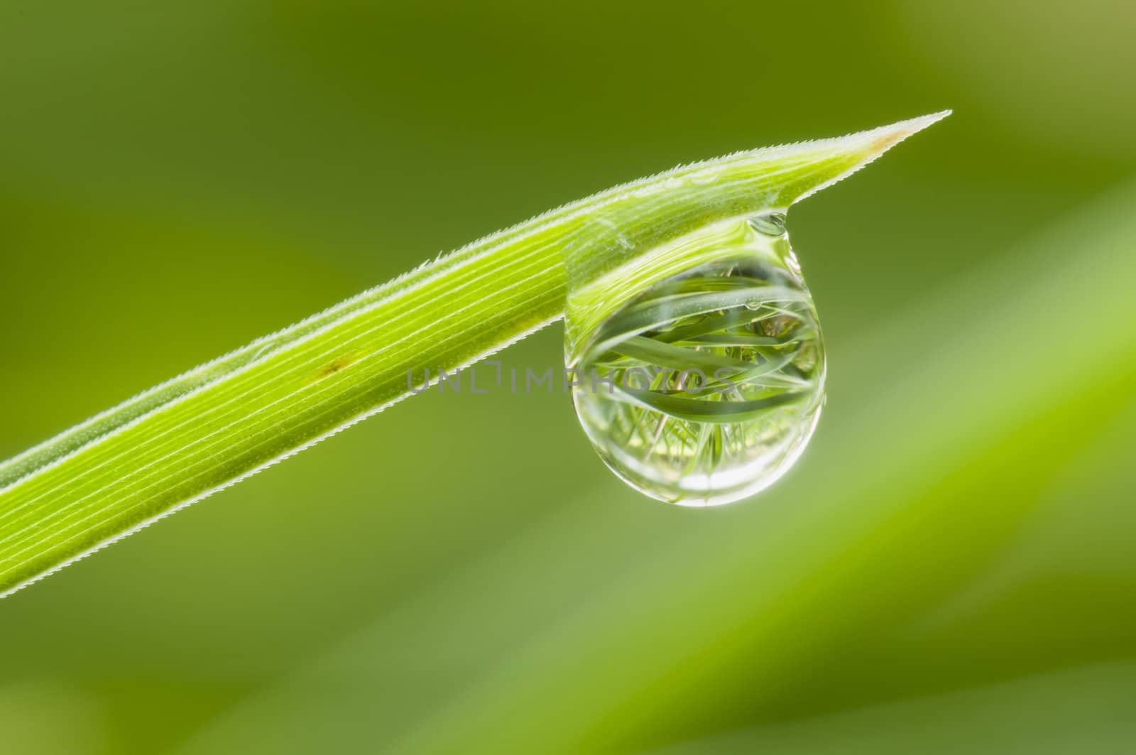 Dew drop on tip of blade of green grass