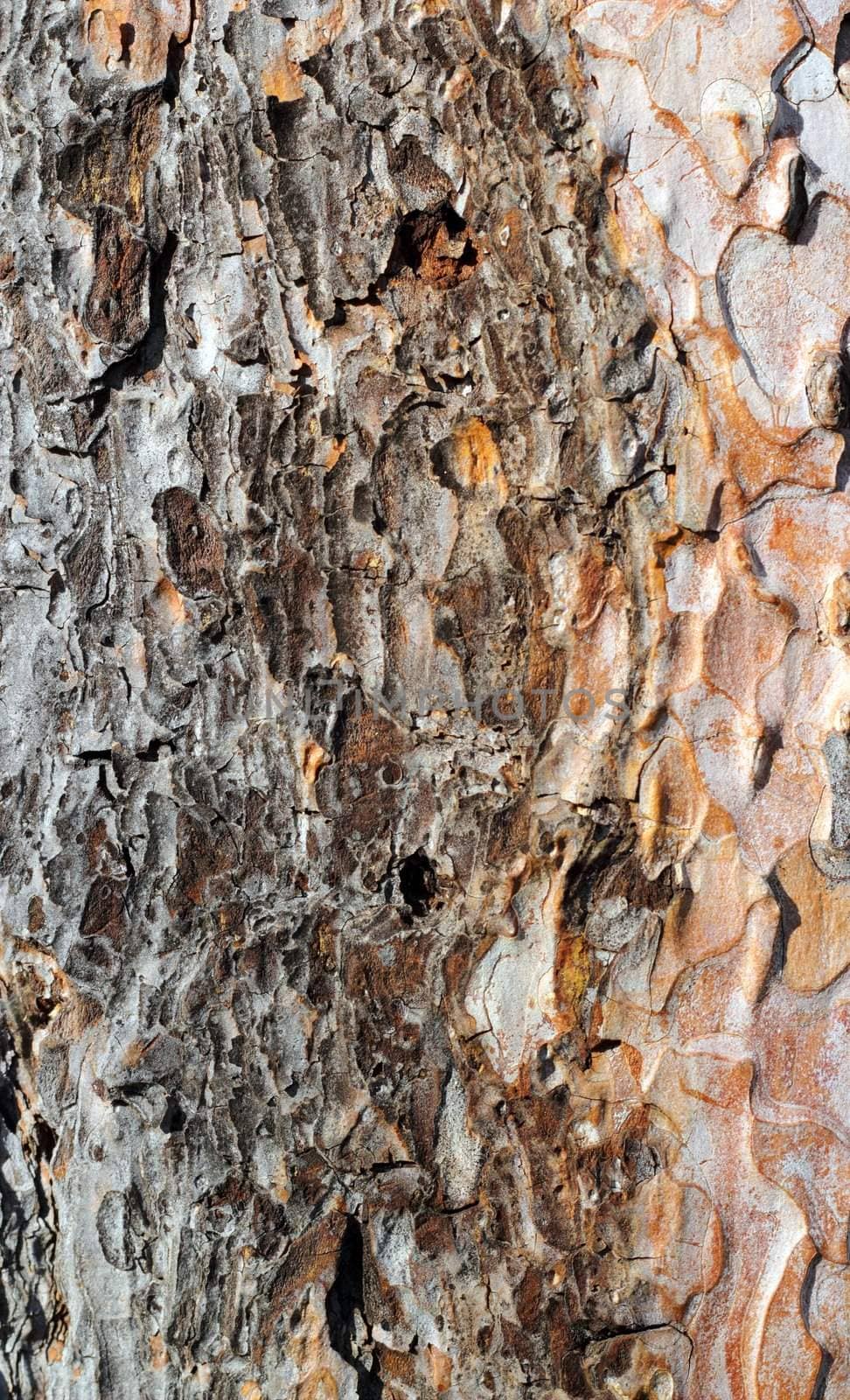 textured detail of old pine bark