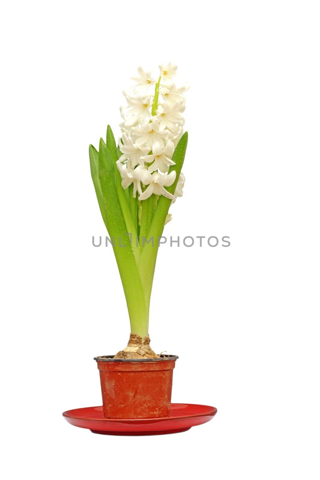 white hyacinth in bloom in a dirty pot isolated over white background