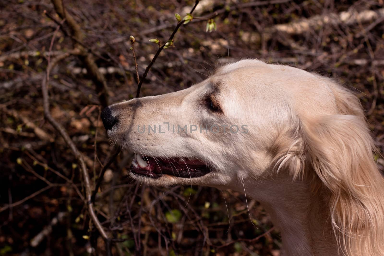 A portrait of young white saluki
