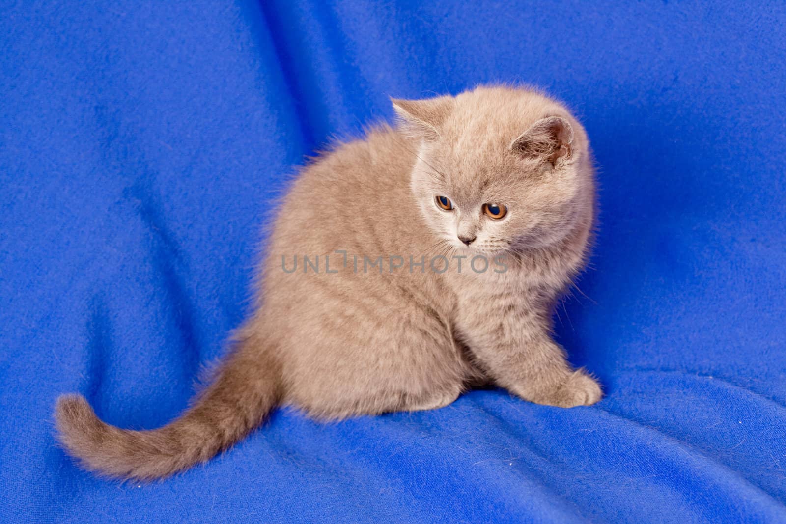 A British kitten lying on textile background
