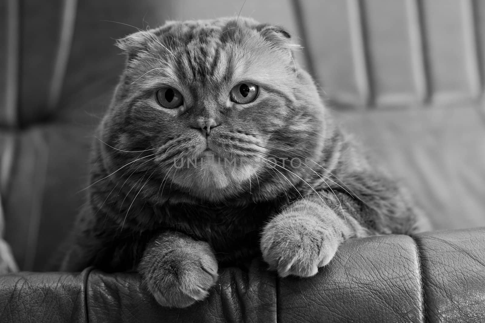 A scottish fold cat lying on leather sofa

