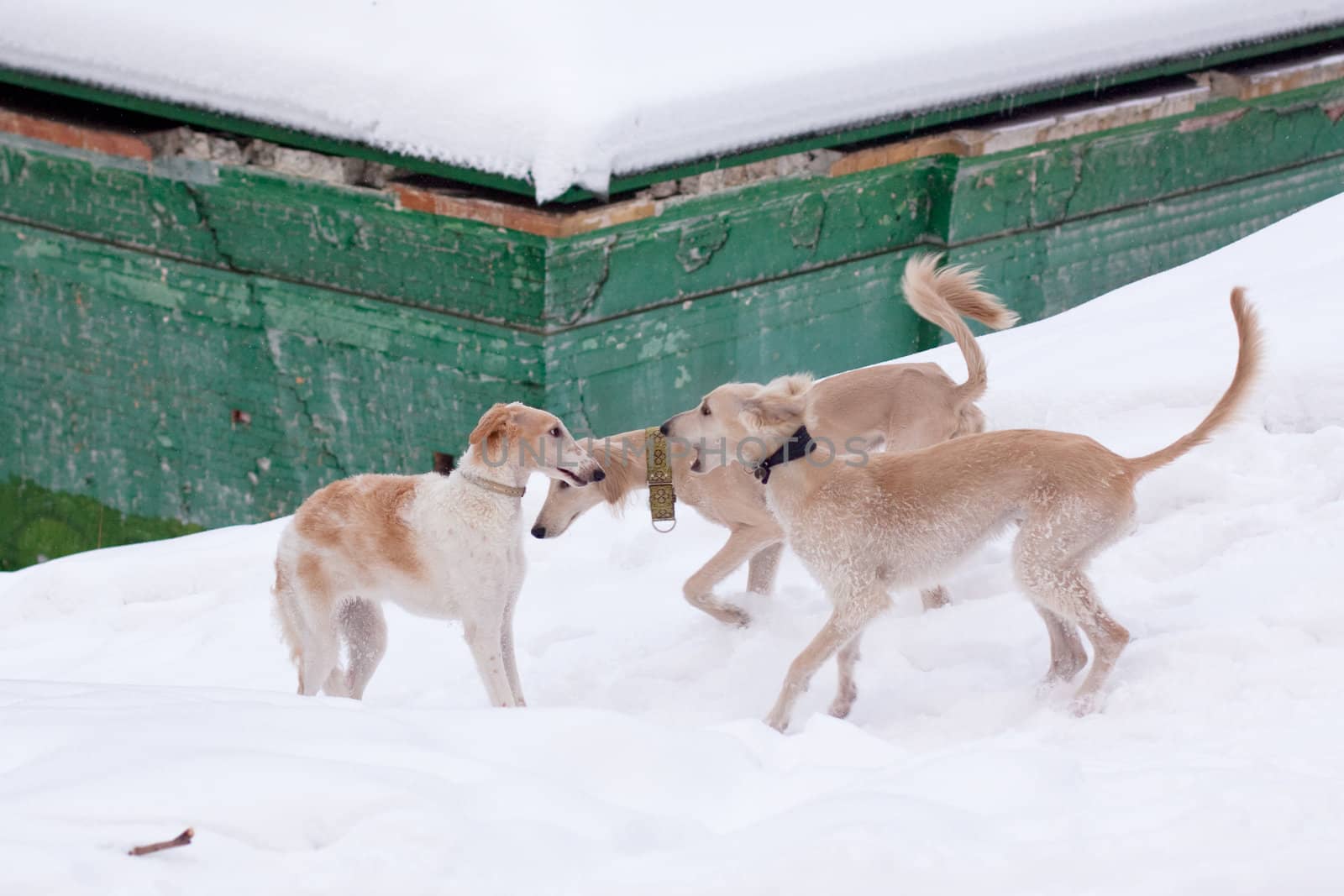 White hound pups in a winter park
