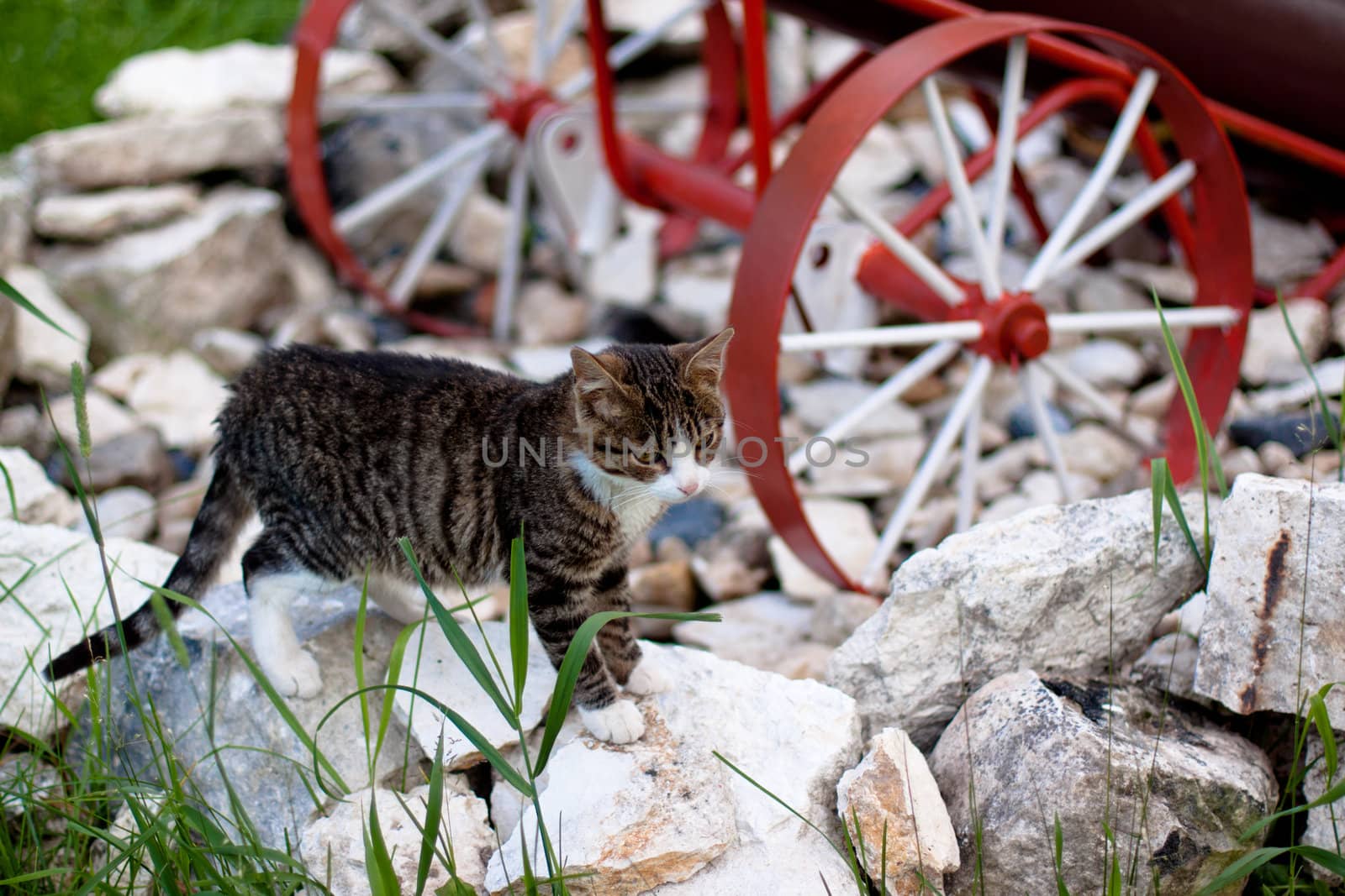 A brown tabby cat and weels
