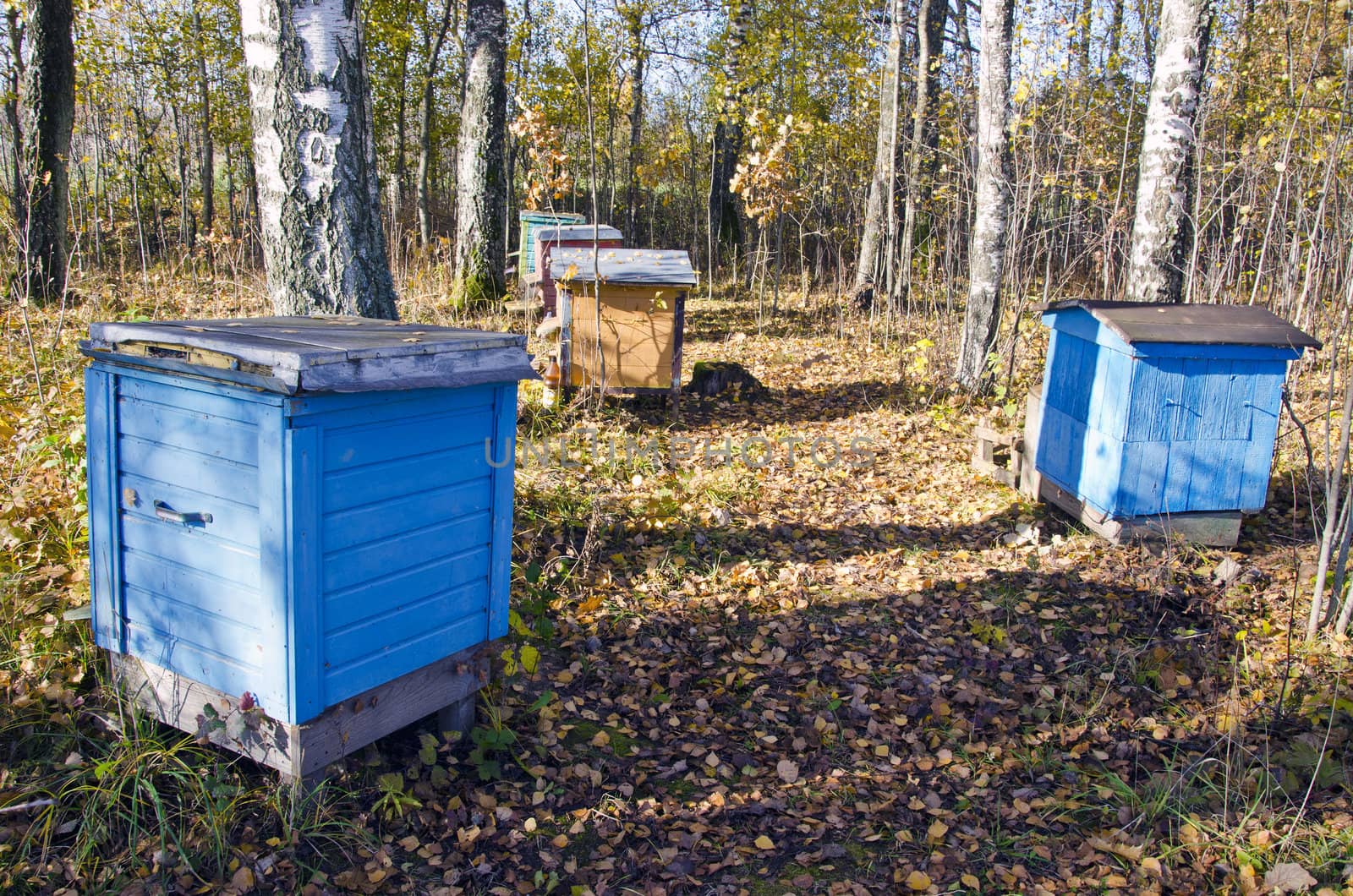 Colored hives standing between birch trees in autumn. Beautiful natural backdrop. Bees preparing for winter.