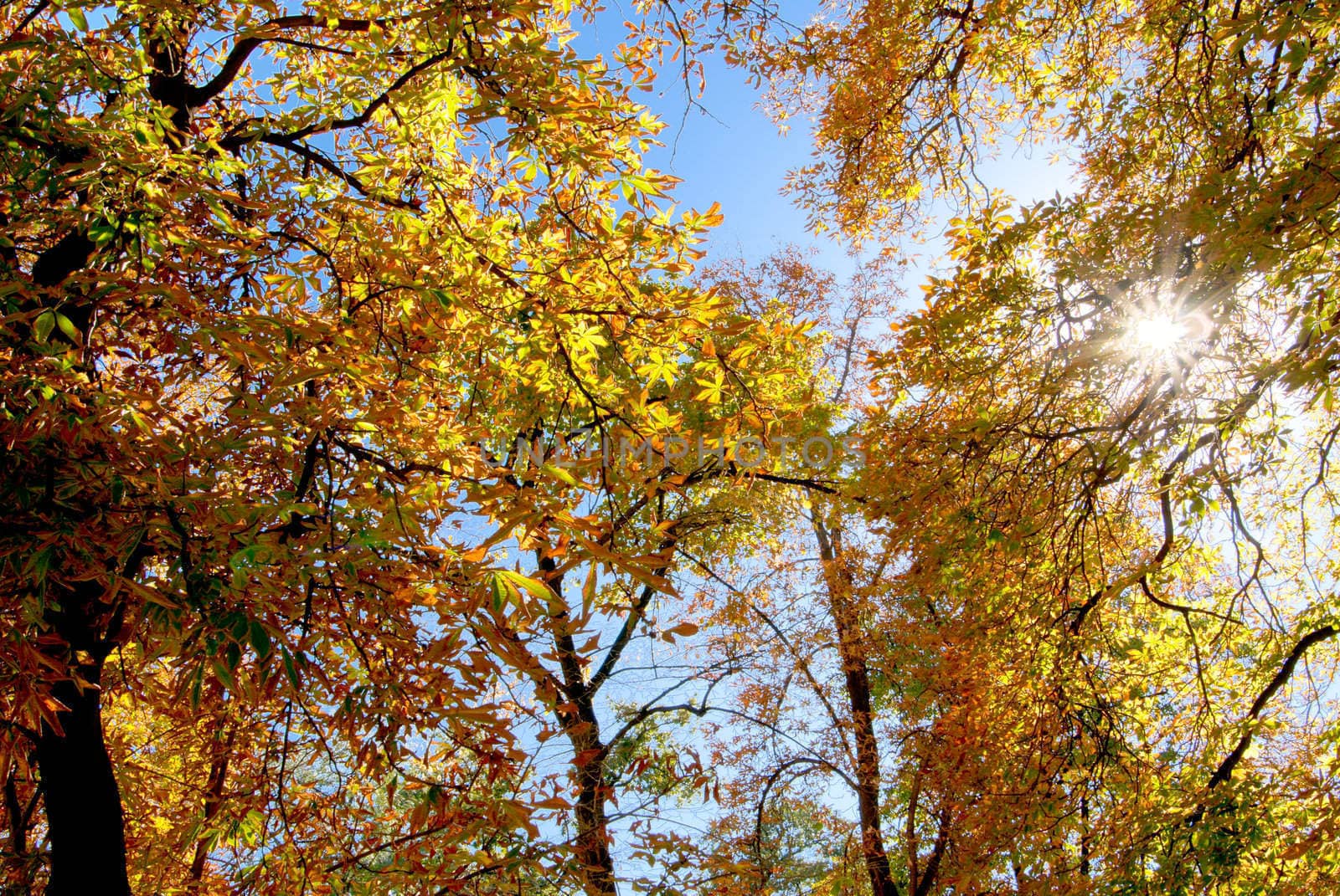 solar ray through autumnal foliage of tree by Larisa13