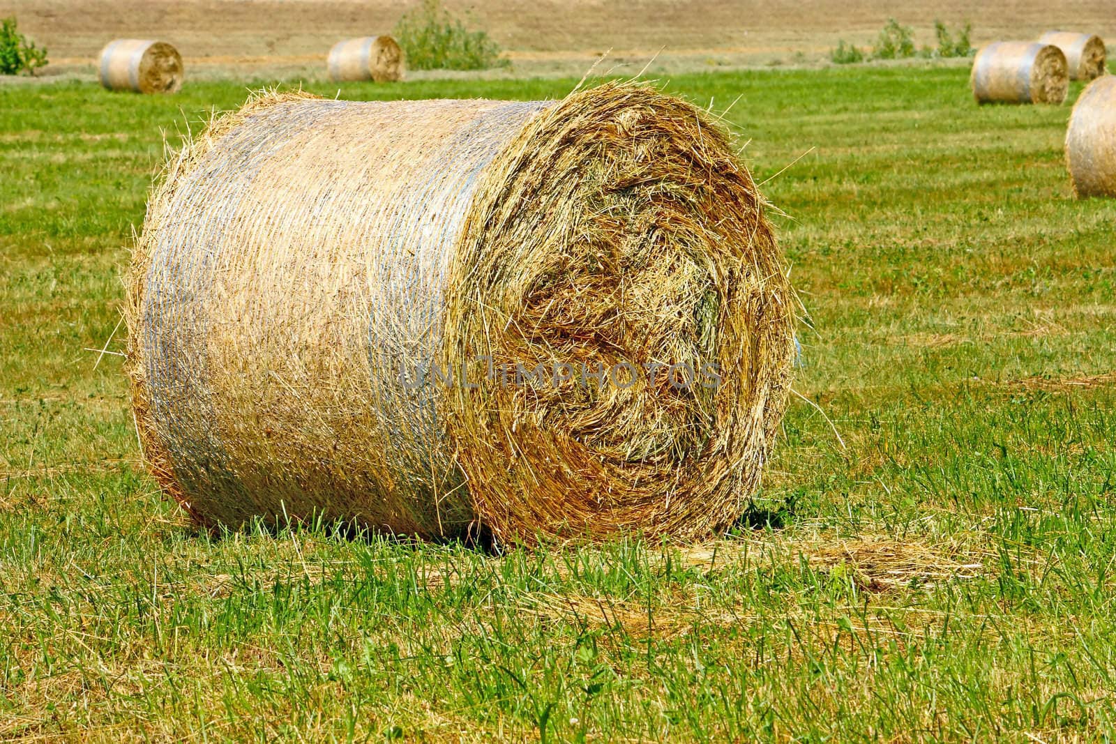 Hay bale from freshly cut grass, close up