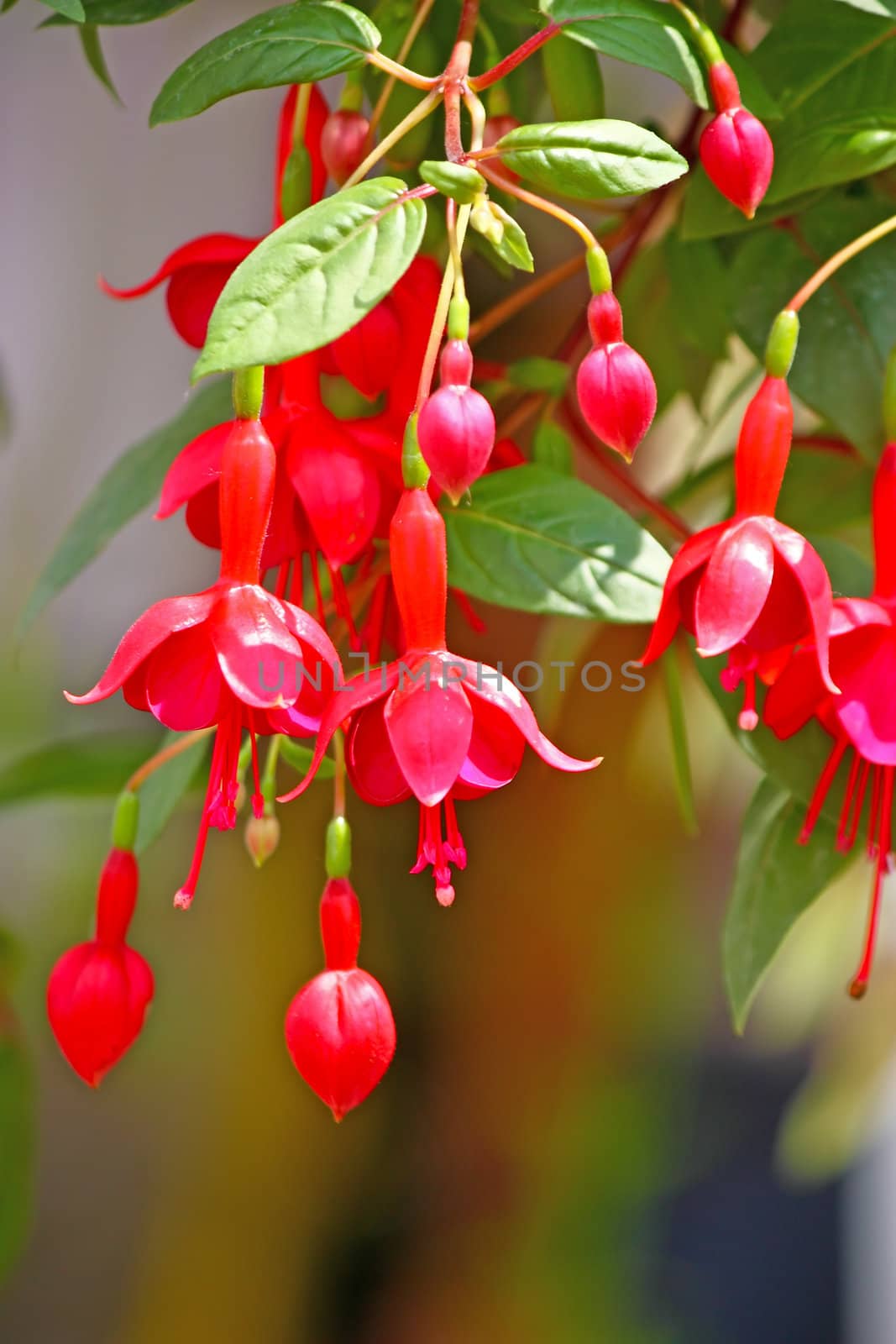 Red, hanging flowers of fuchsia