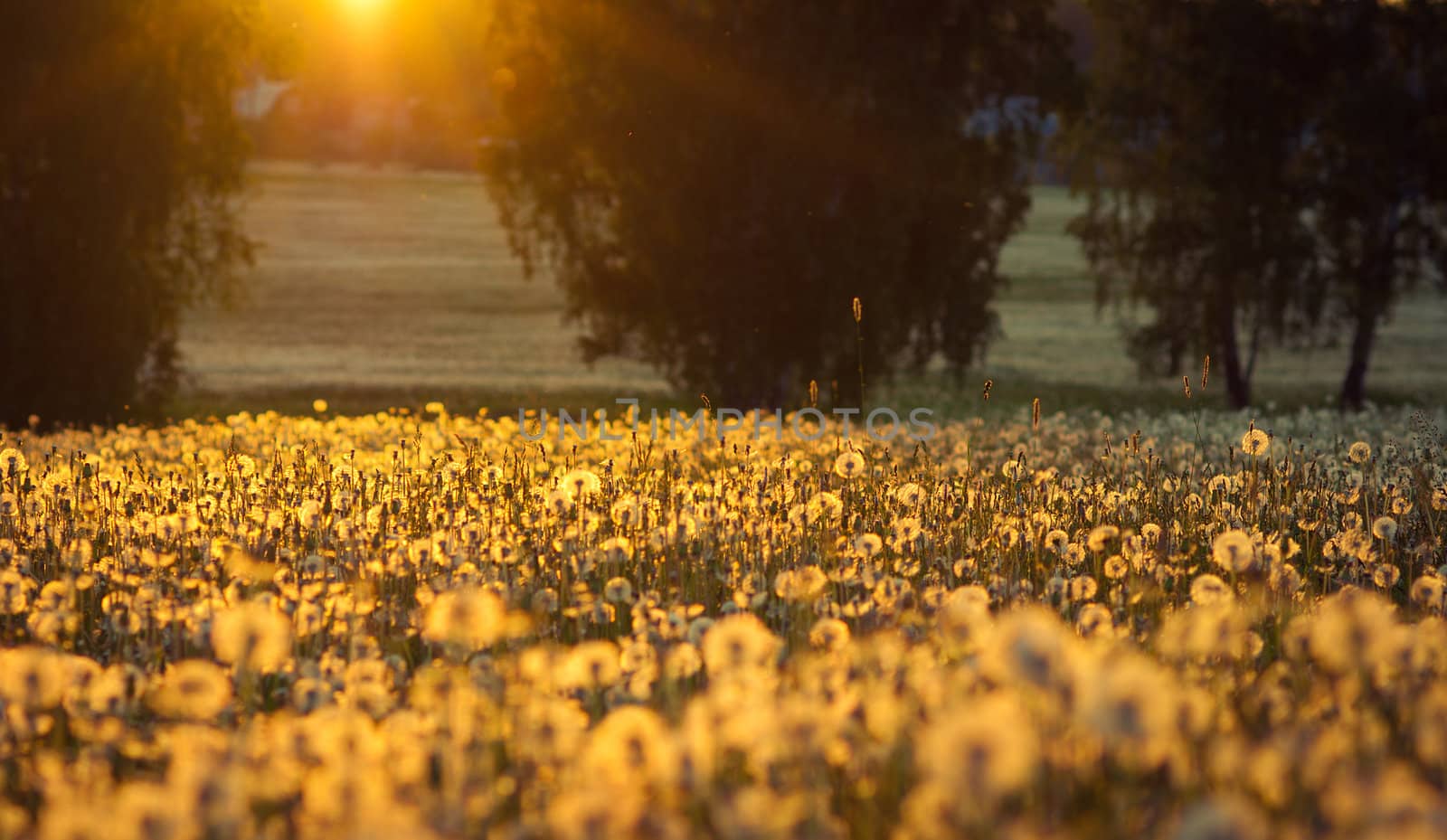 Yellow colorful sunset and dandelion field