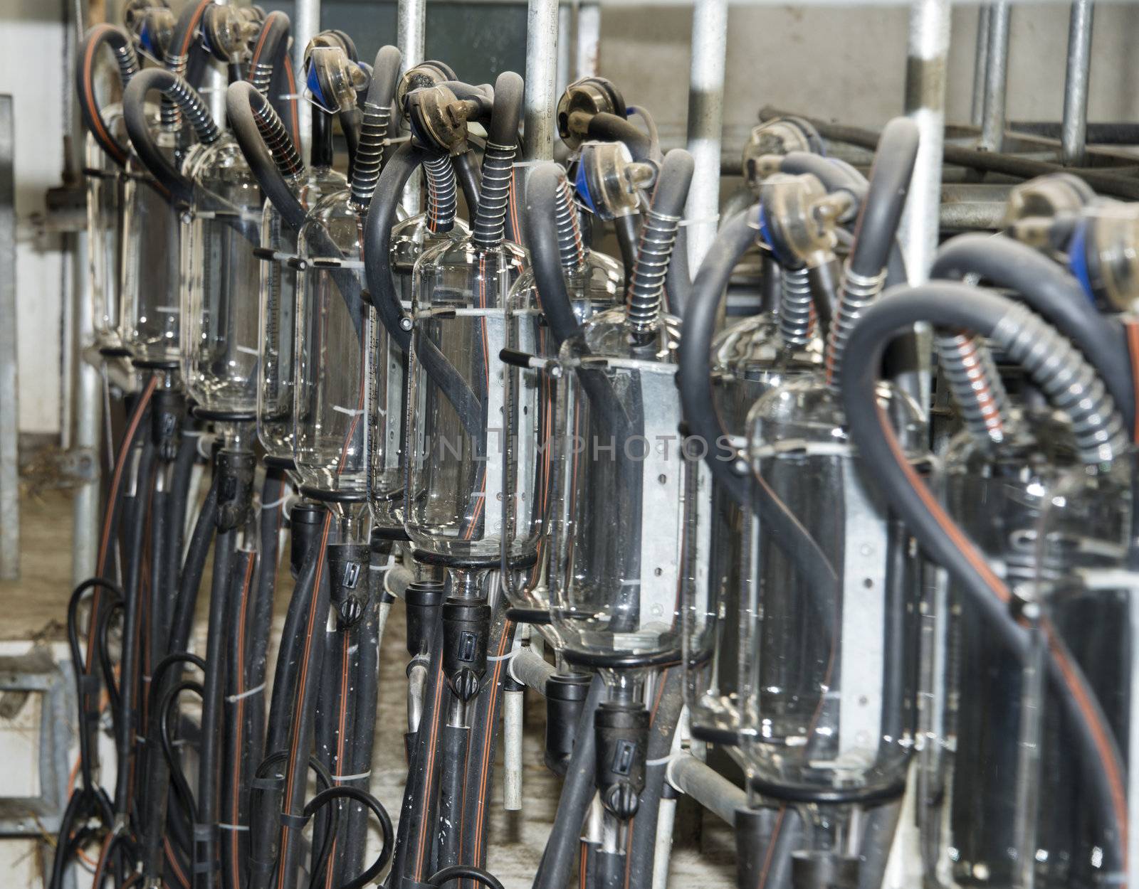 computer controlled milking machines for goat animals