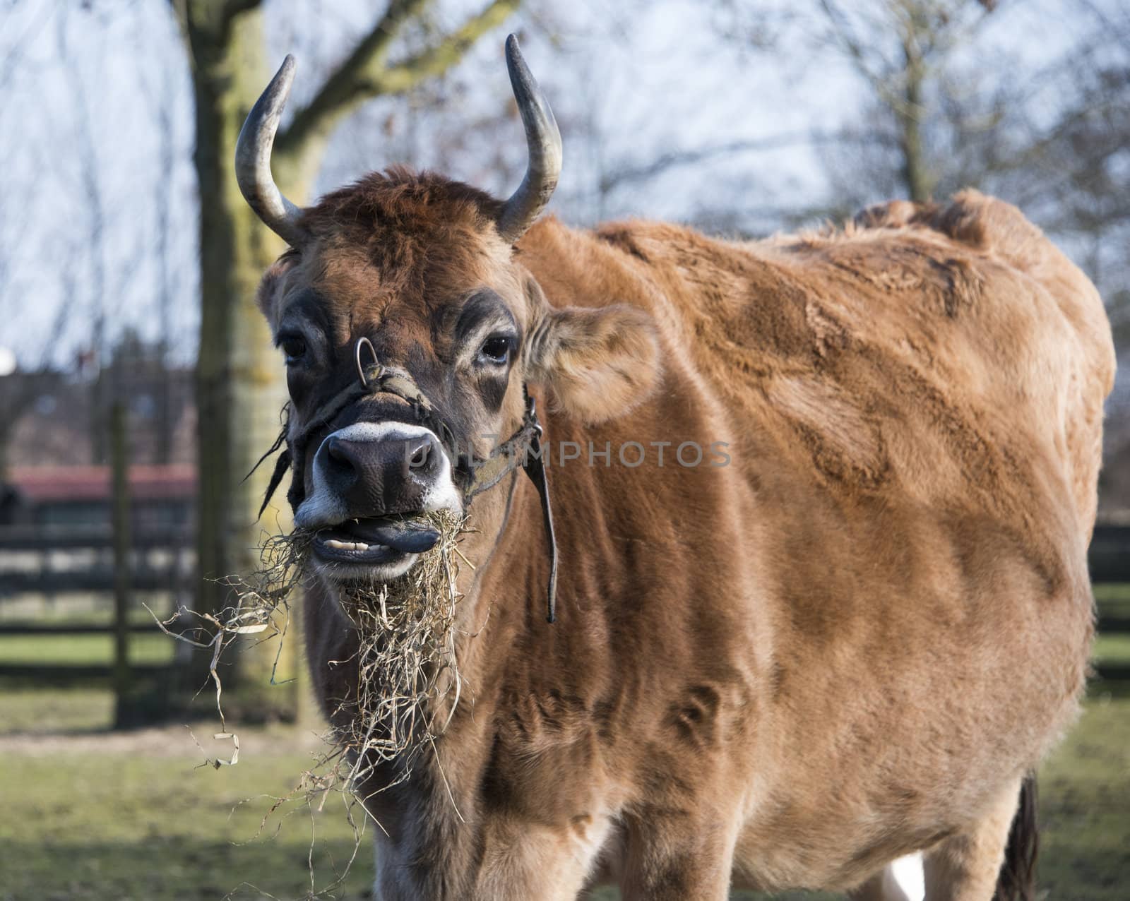 big brown cow eating grass food