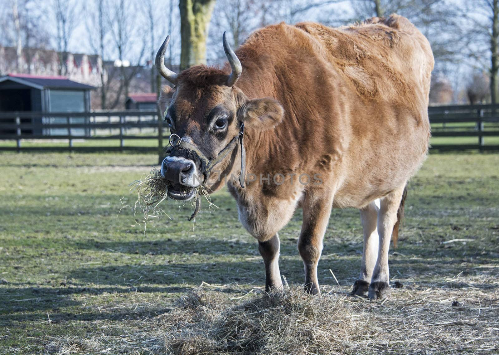 big brown cow eating grass food