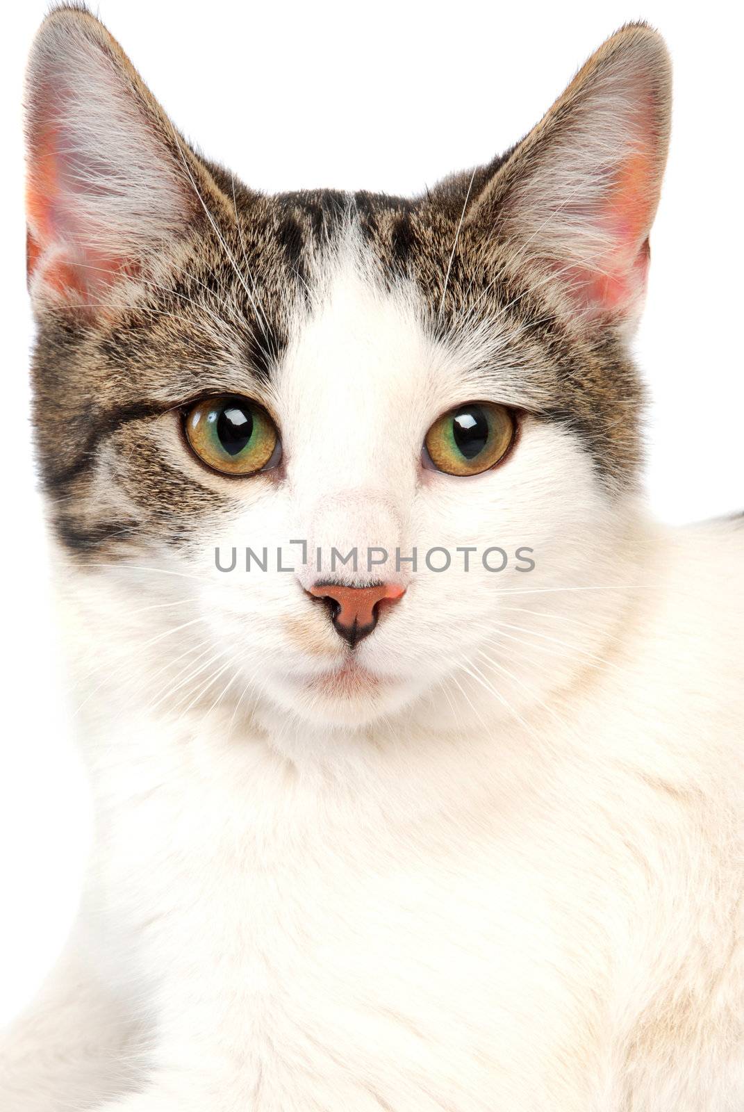 A close-up of a cat on white