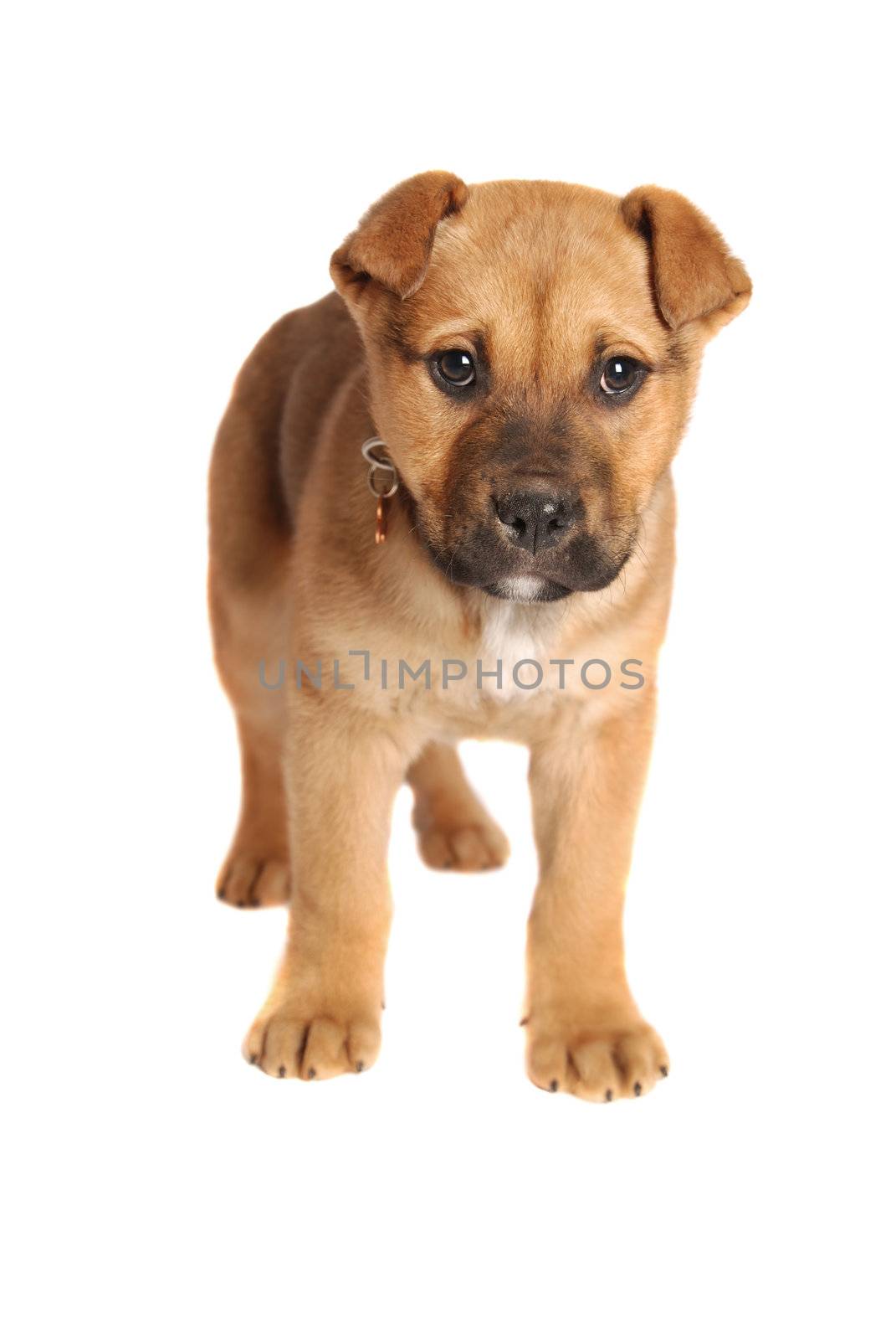 A boxer mastiff puppy on white.
