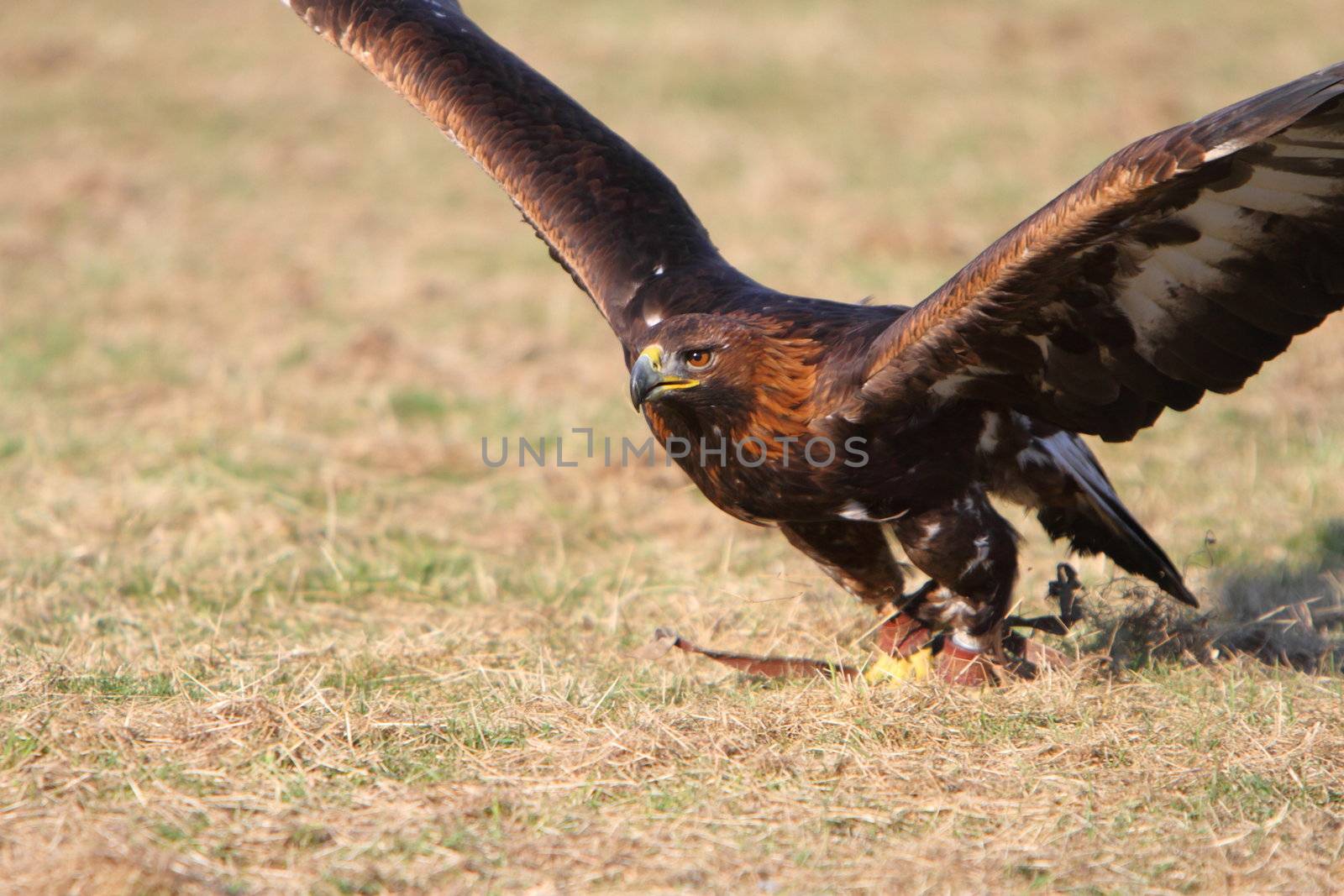 Golden Eagle