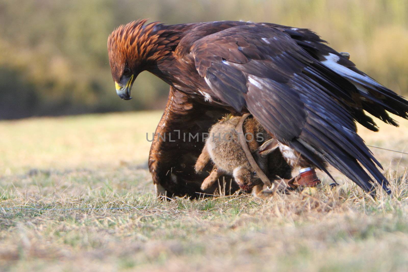 Golden Eagle with prey