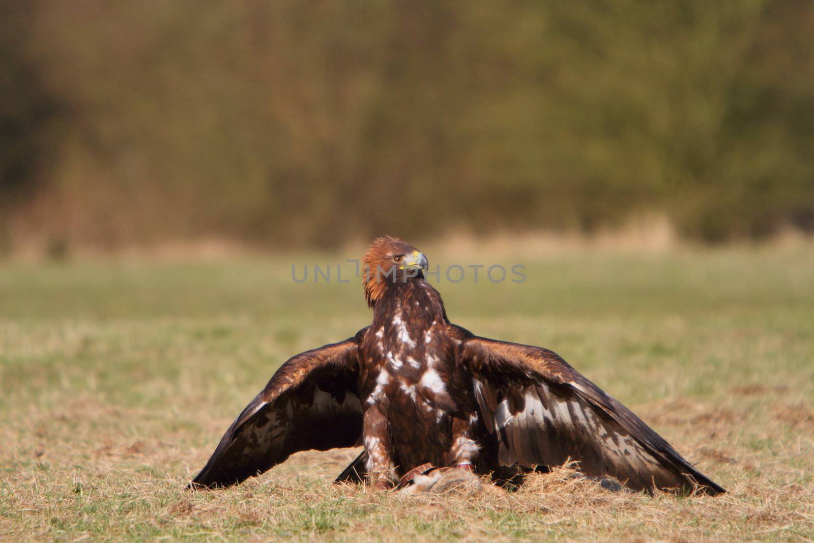 Golden Eagle with prey