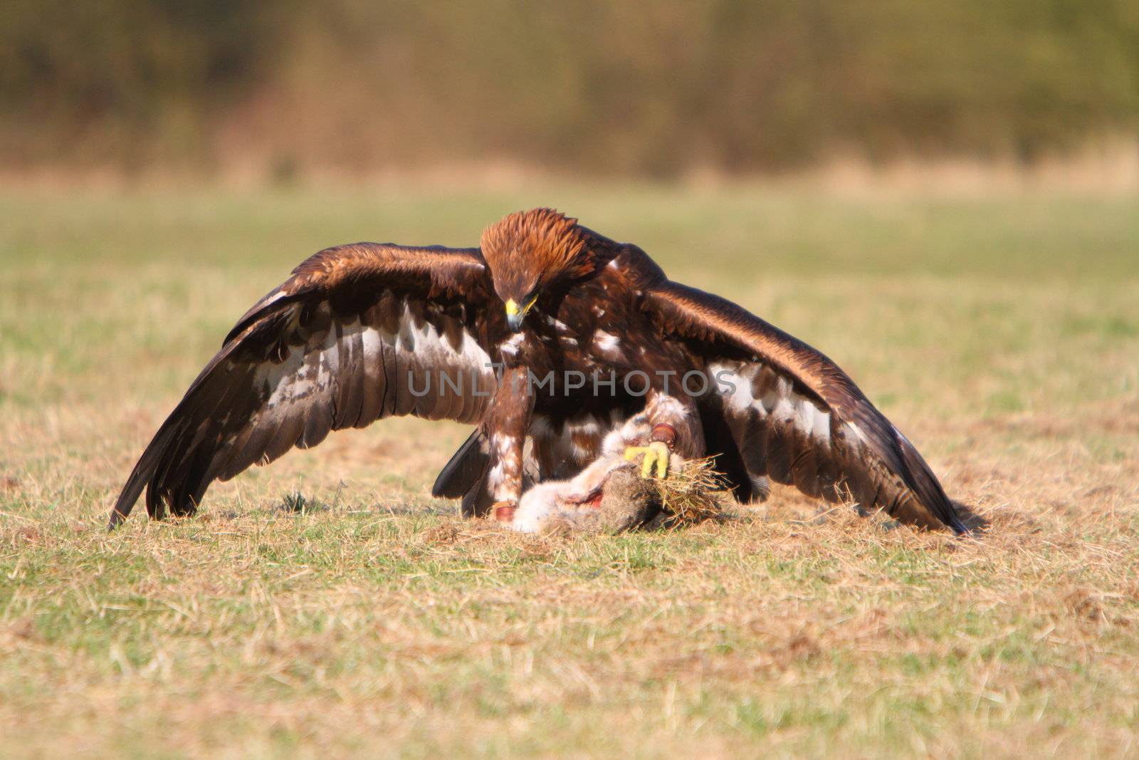 Golden Eagle with prey