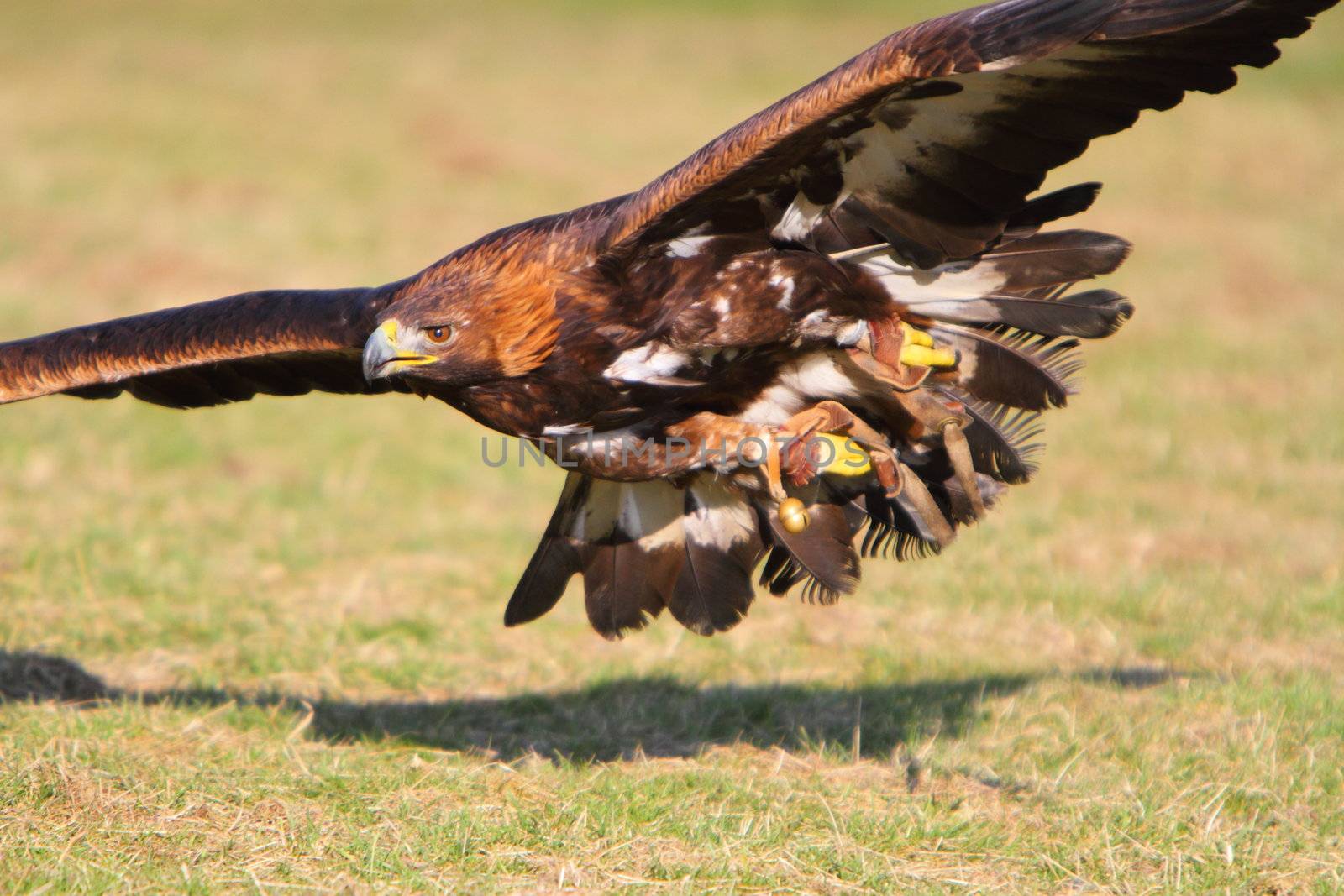 Golden Eagle in flight