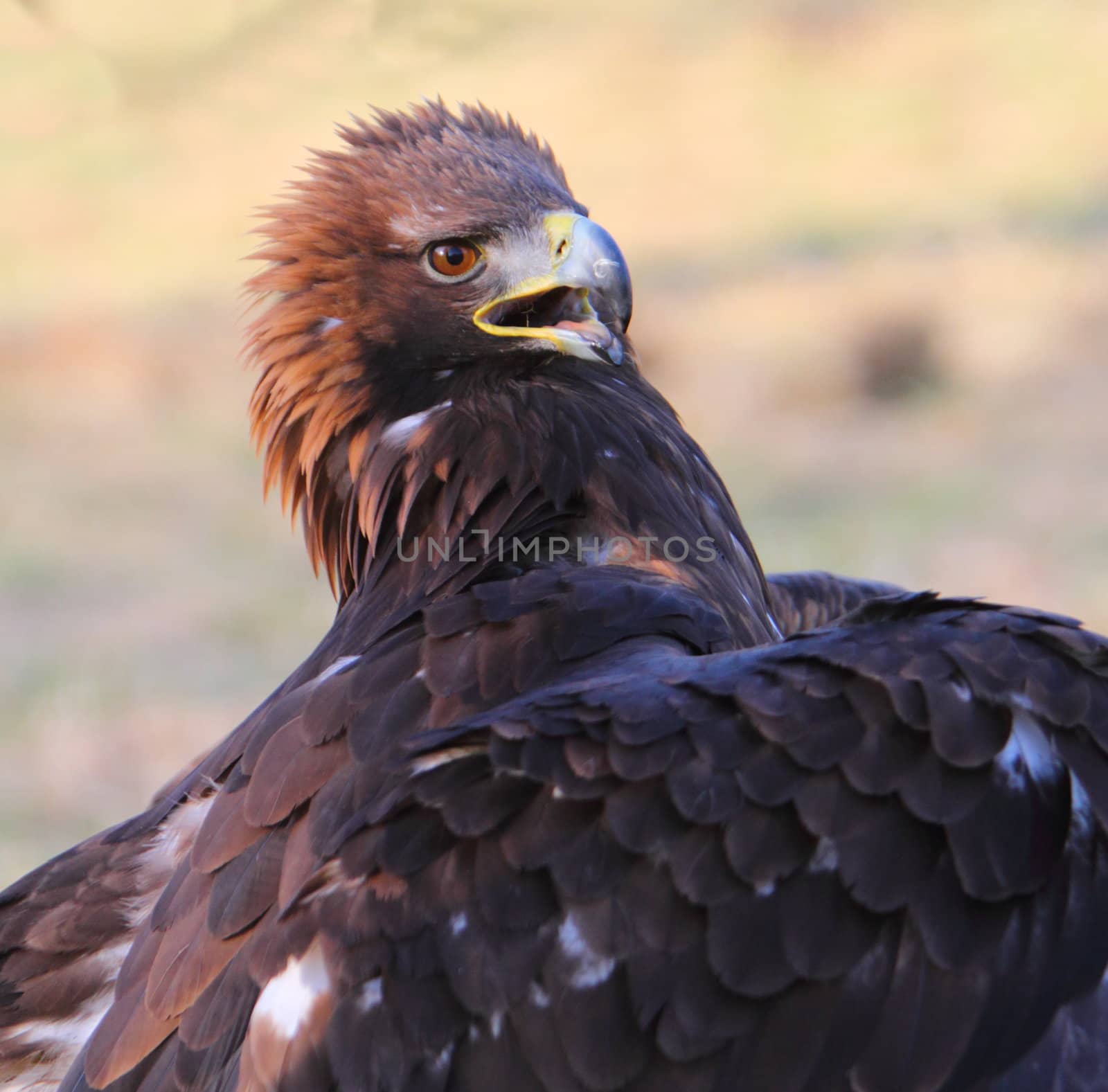 Golden Eagle