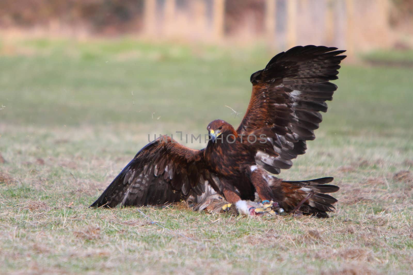 Golden Eagle with prey