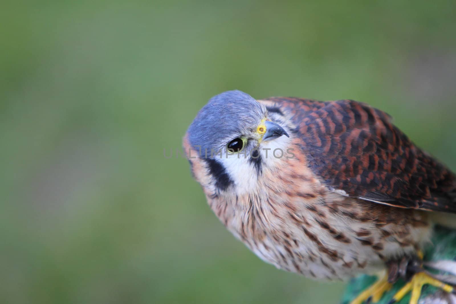 American kestrel