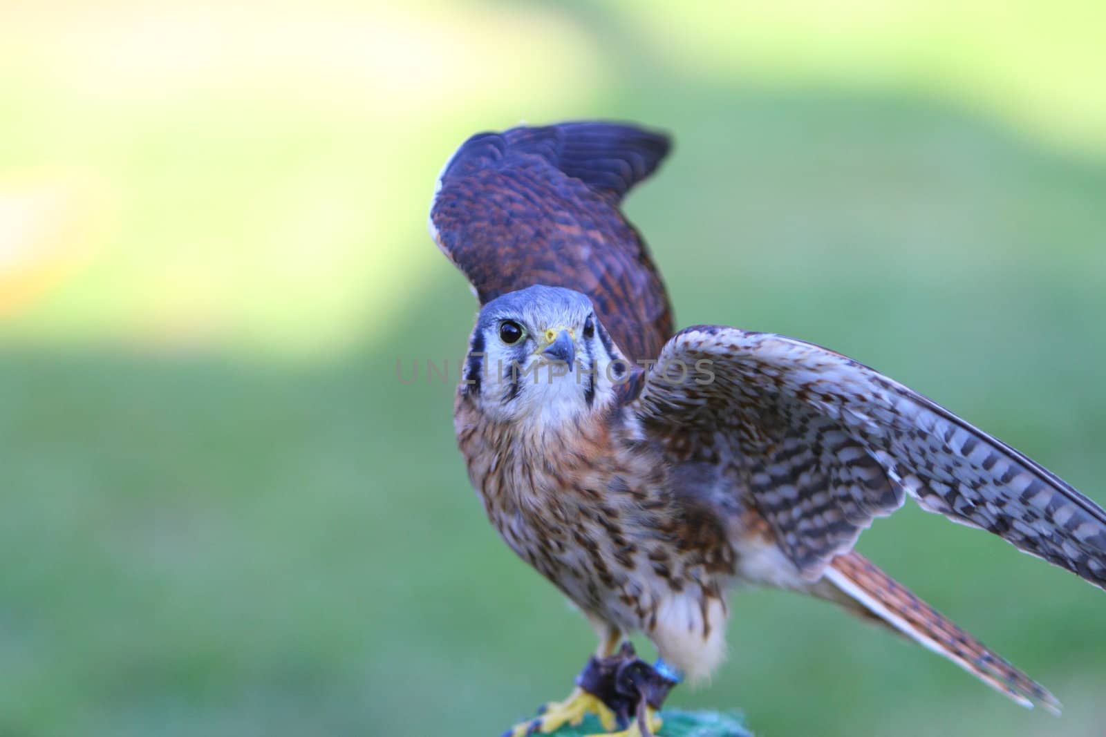 American kestrel