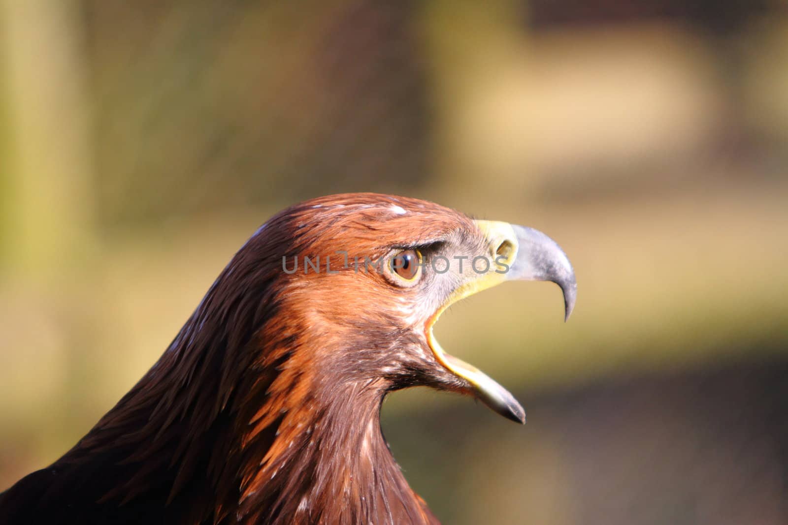 Golden Eagle calling