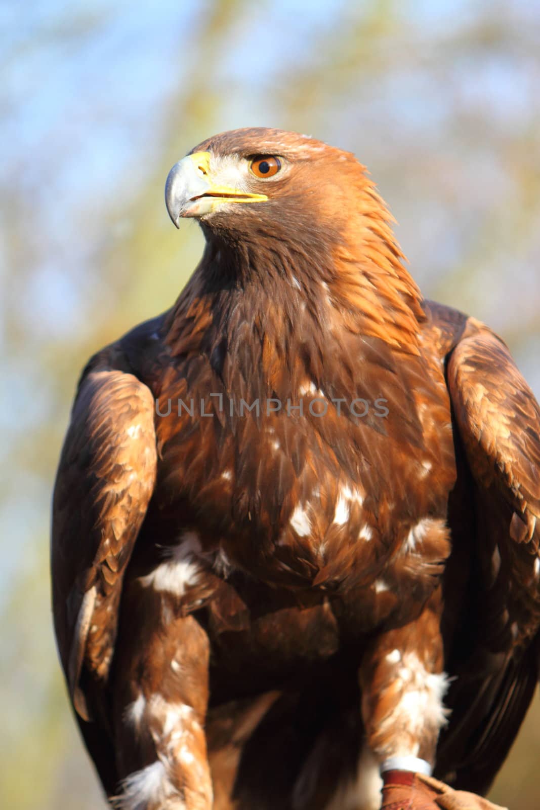 Golden Eagle