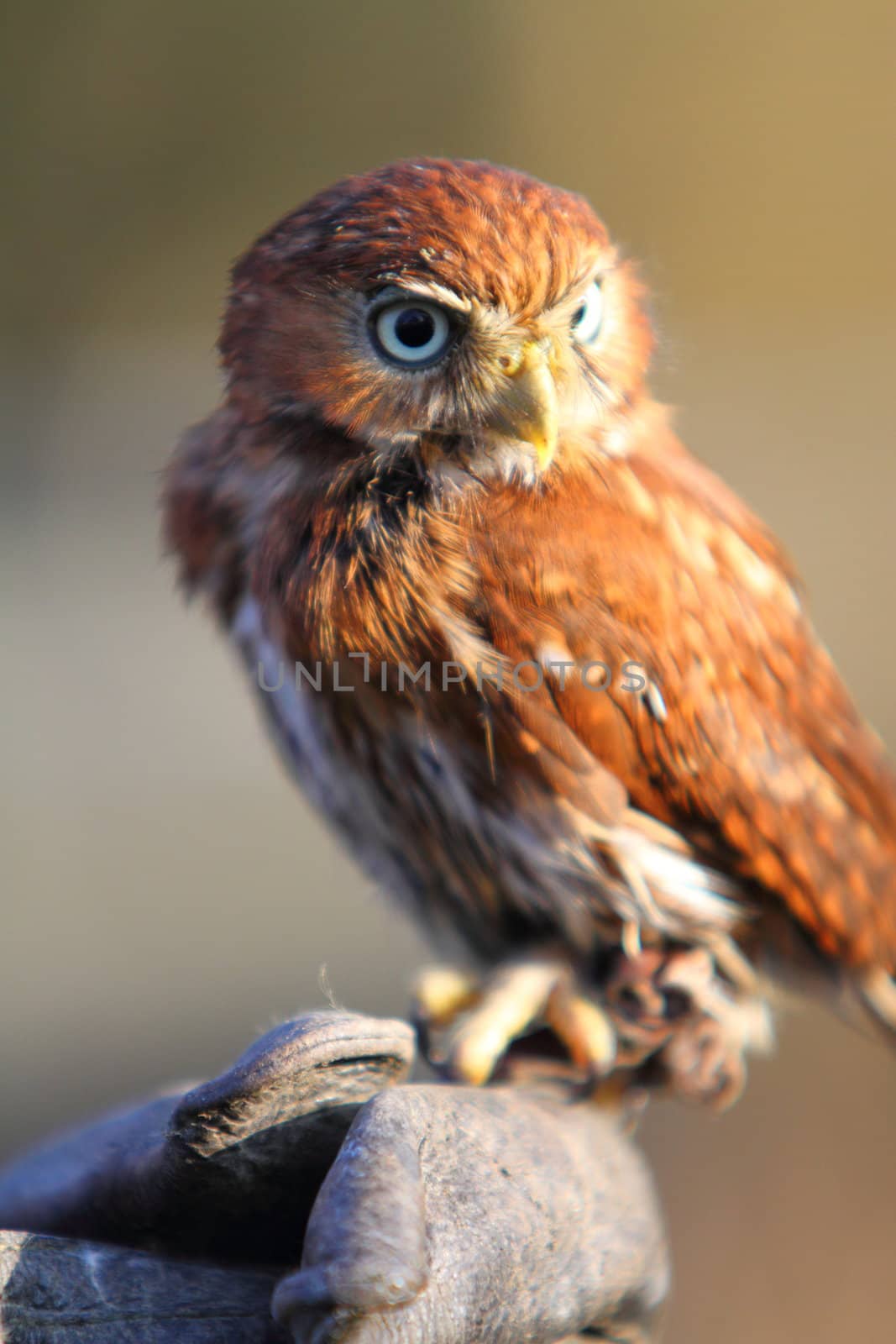 Pygmy owl