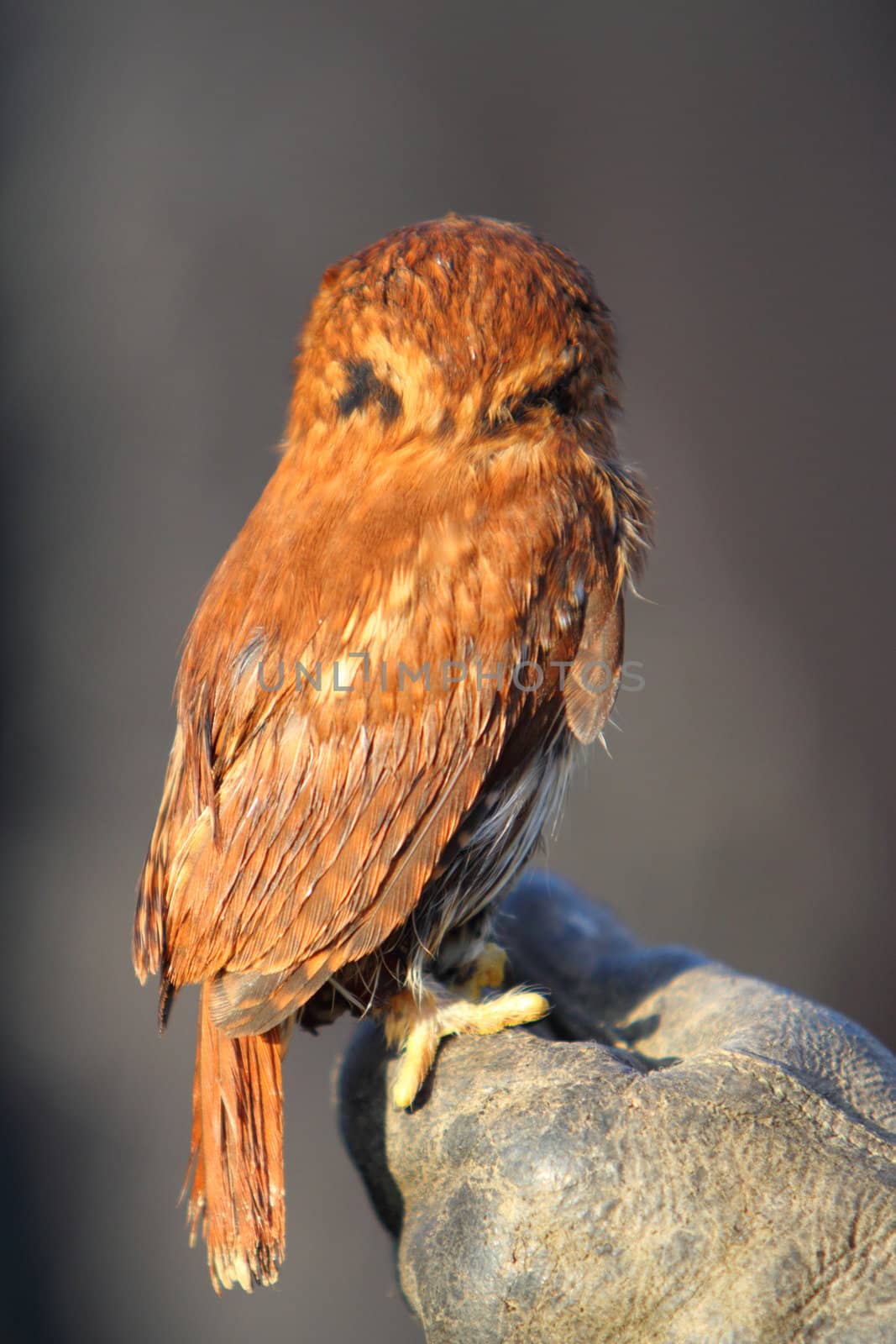 Back of a pygmy owl