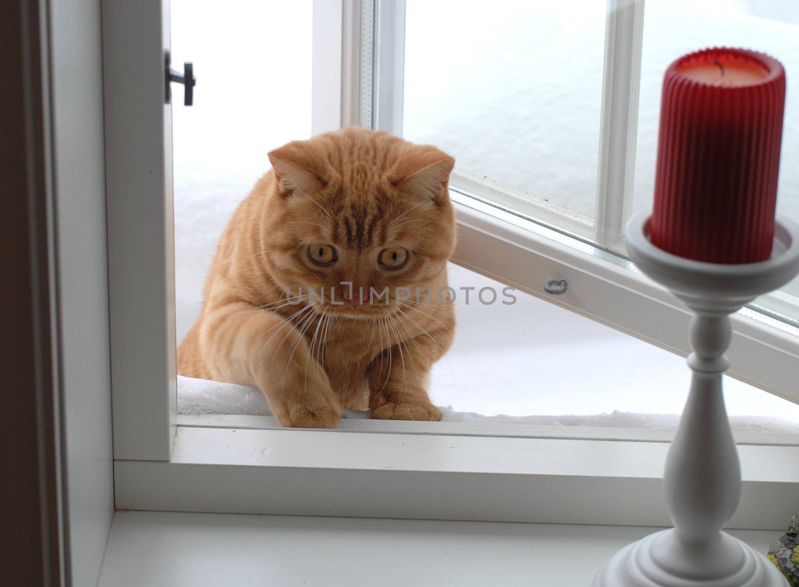 Cat climbing in window