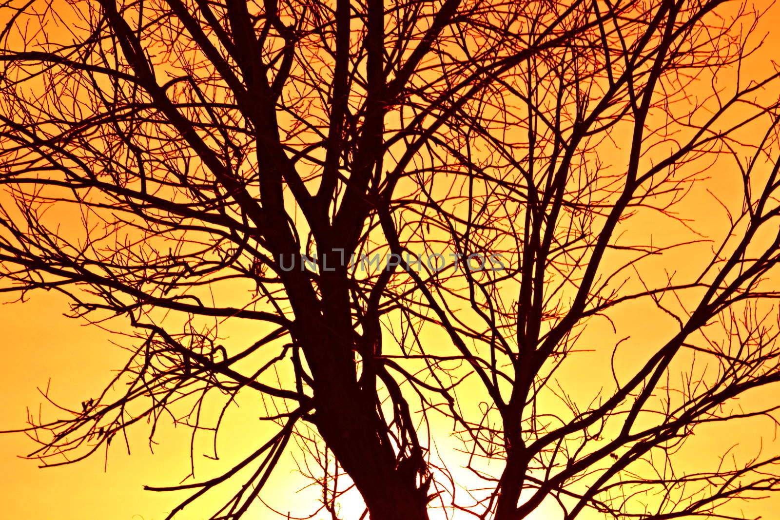 branched tree the branches with a fiery orange sky