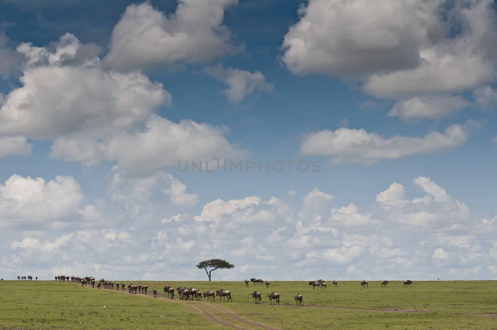 Herd of wildebeests in Masai Mara National Park in Kenya