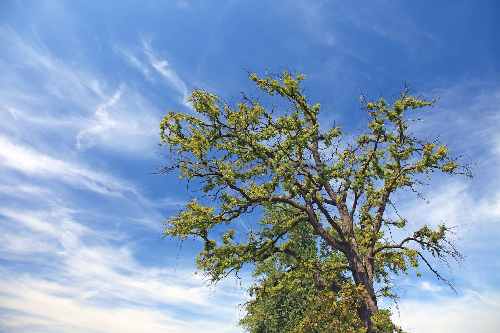 Old lonely tree and dramatic sky with clouds. by borodaev