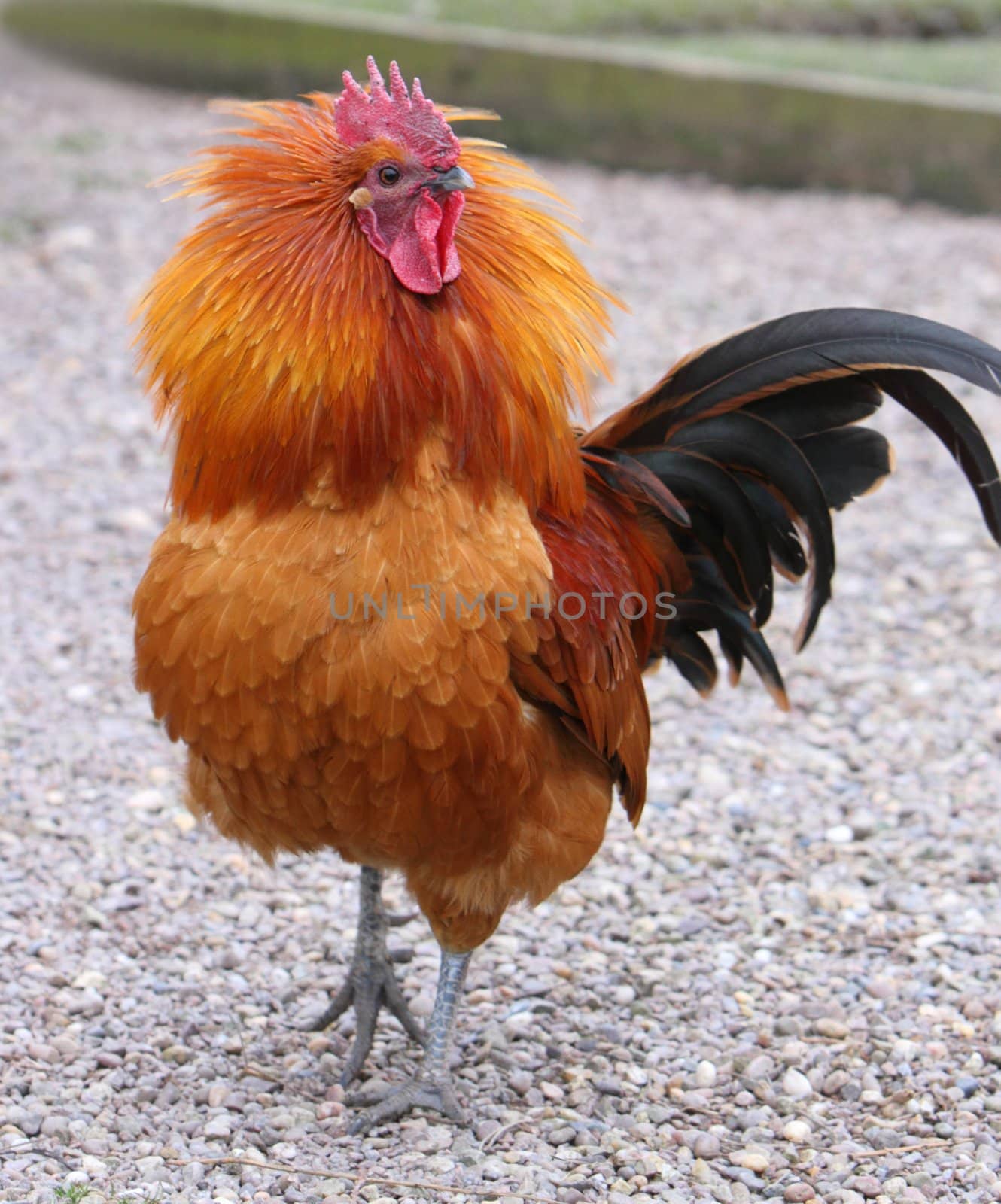 cockerel