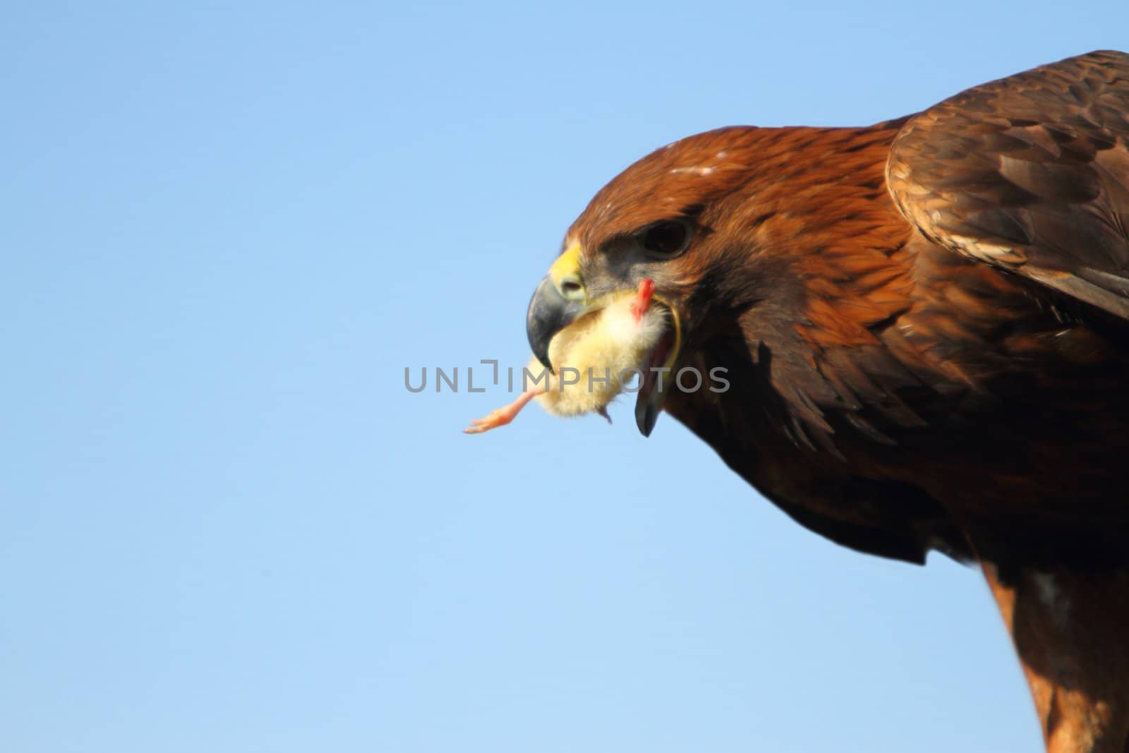 golden eagle with chick