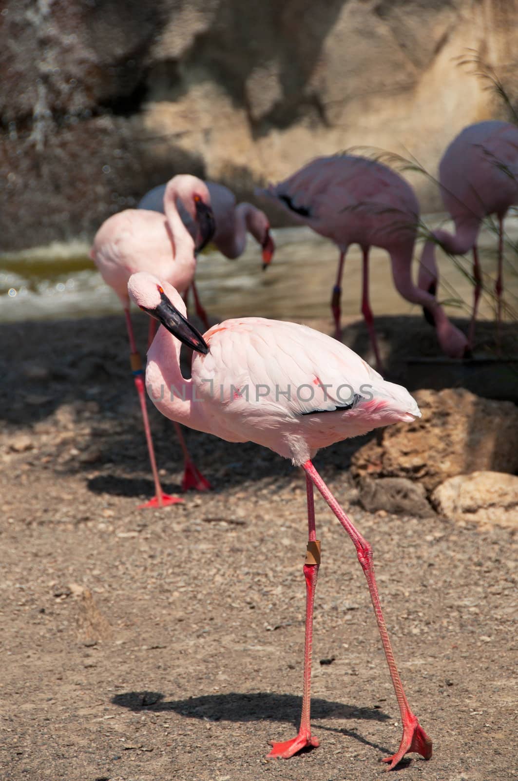 Group of pink flamingos in the water, outdoor