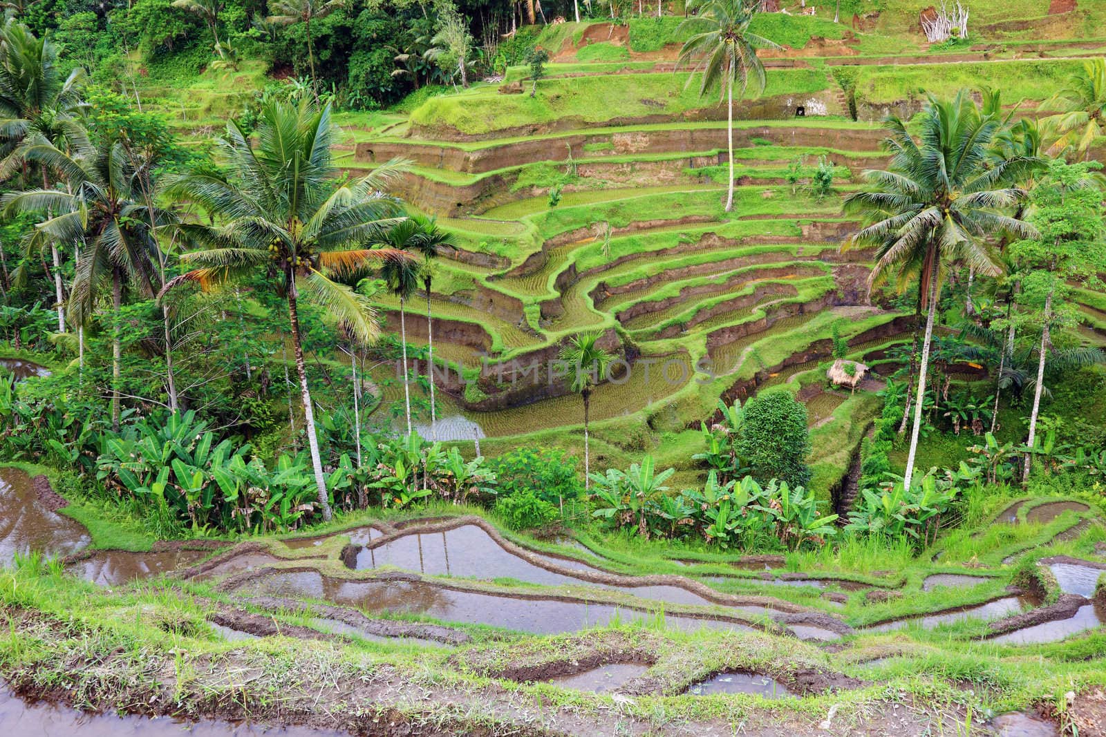 Balinese rice terraces landscape, Indonesia. by borodaev