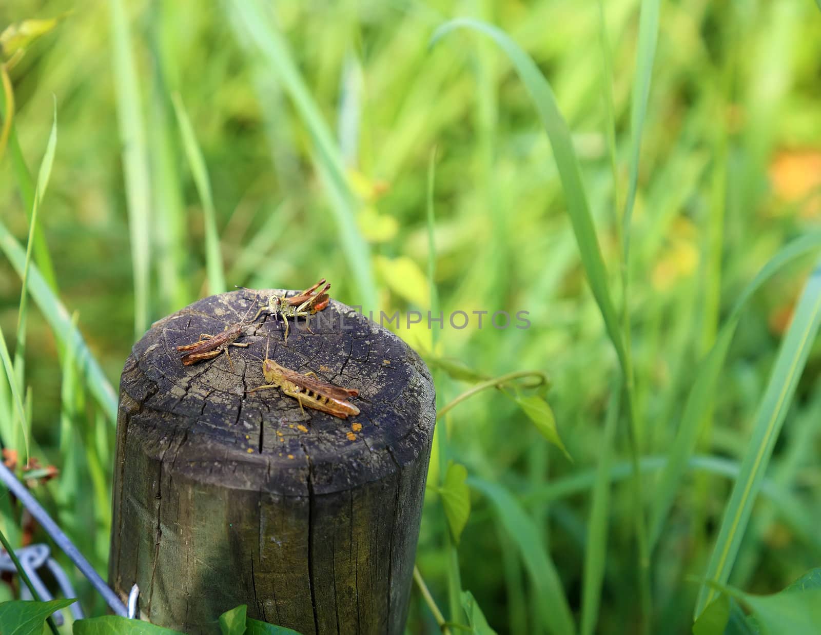 Three geasshopper together sitting on a wooden post at the meado by borodaev