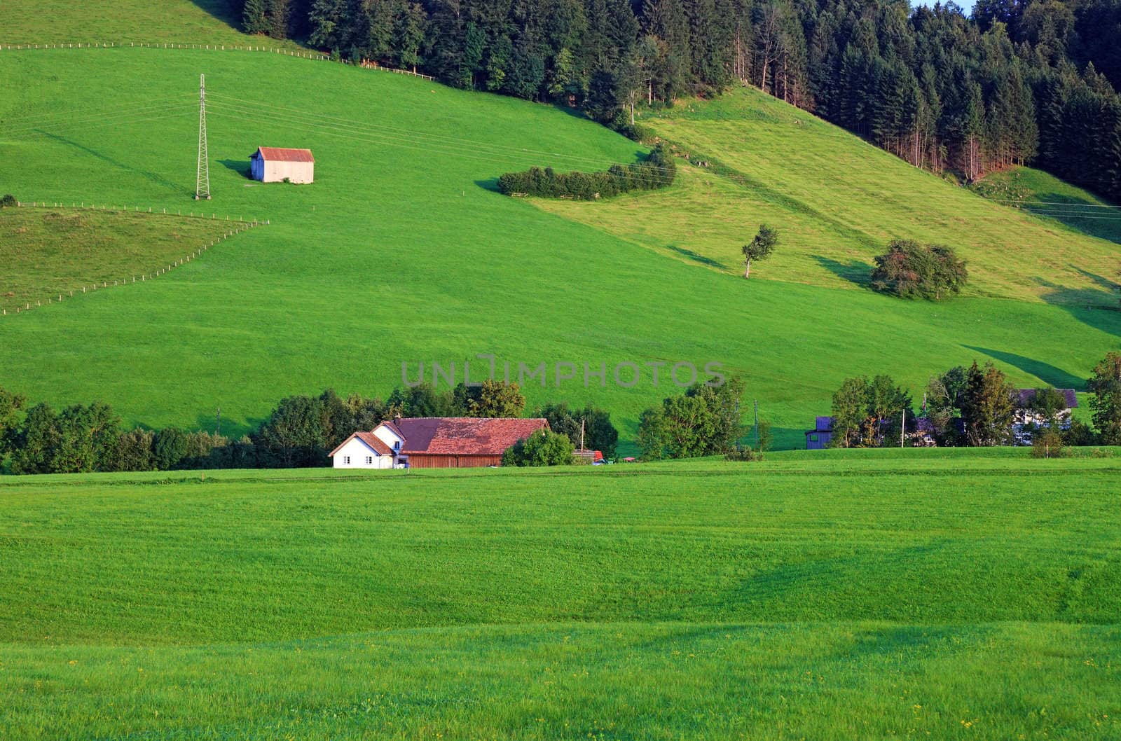 Green alpine hillside, Switzerland, Europe.