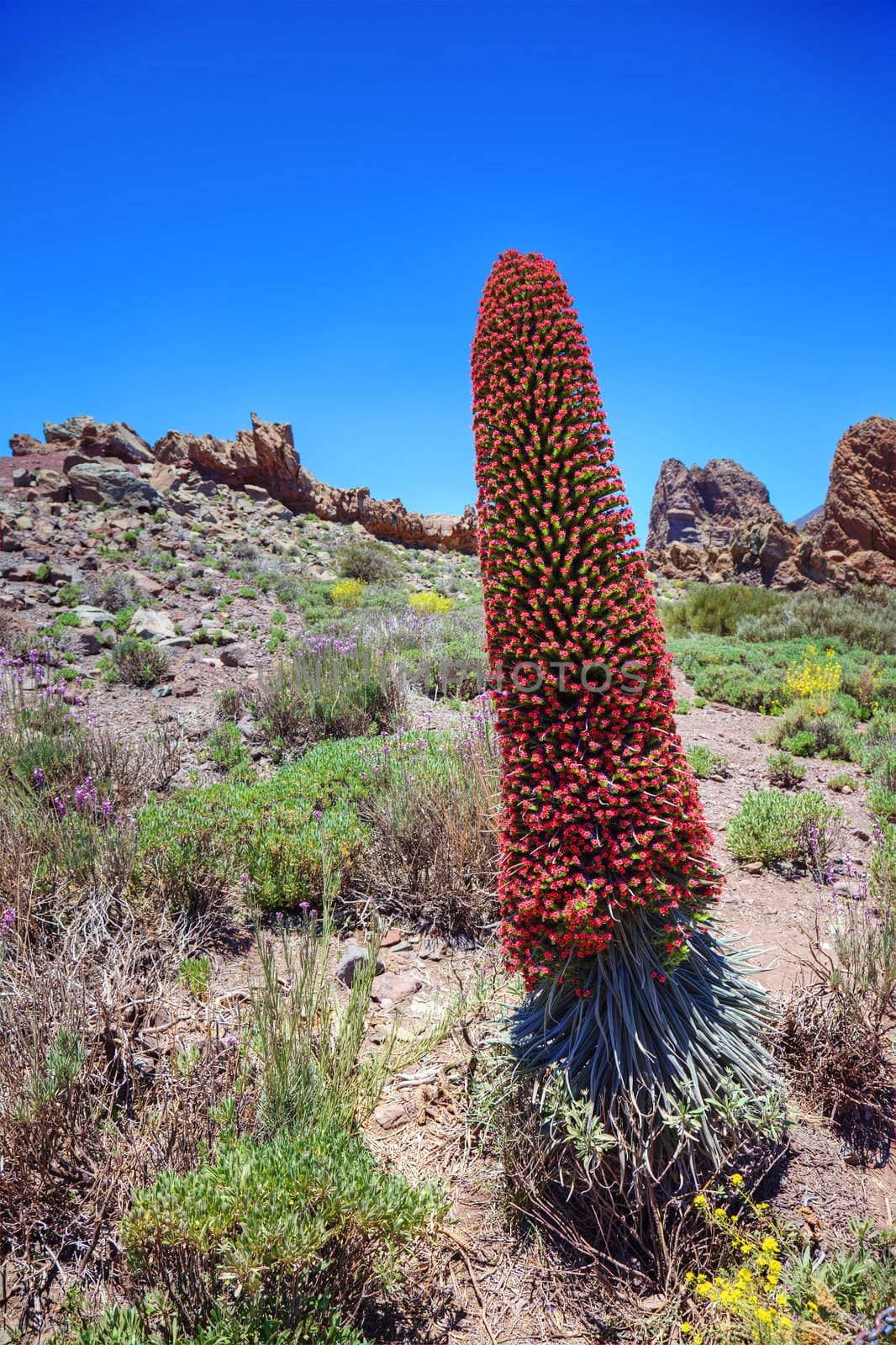 Tower of jewels (Echium wildpretii), endemic flower of the islan by borodaev