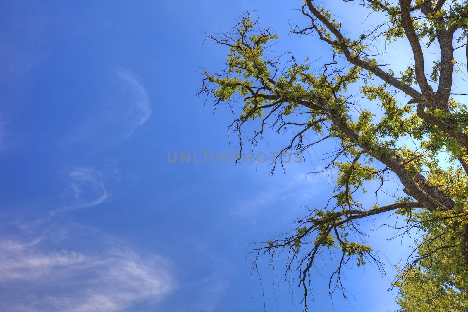 Old tree and sky as background with empty space for your design.