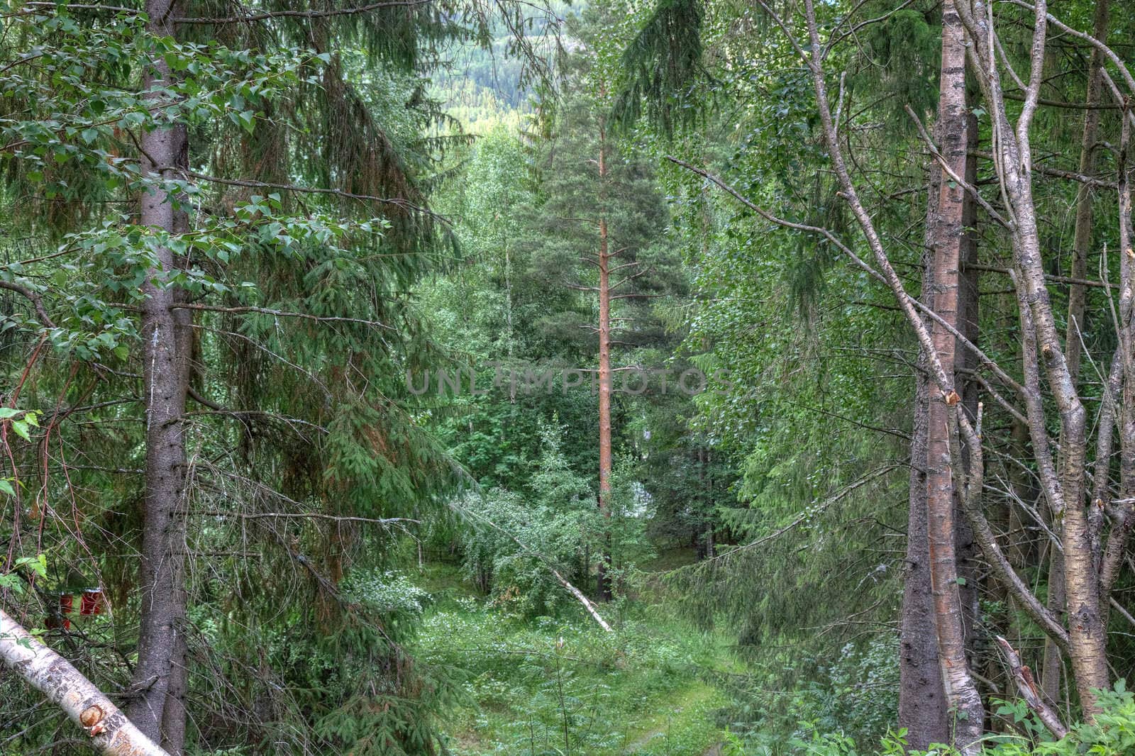 Mysterios norwegian forest landscape, Europe. by borodaev