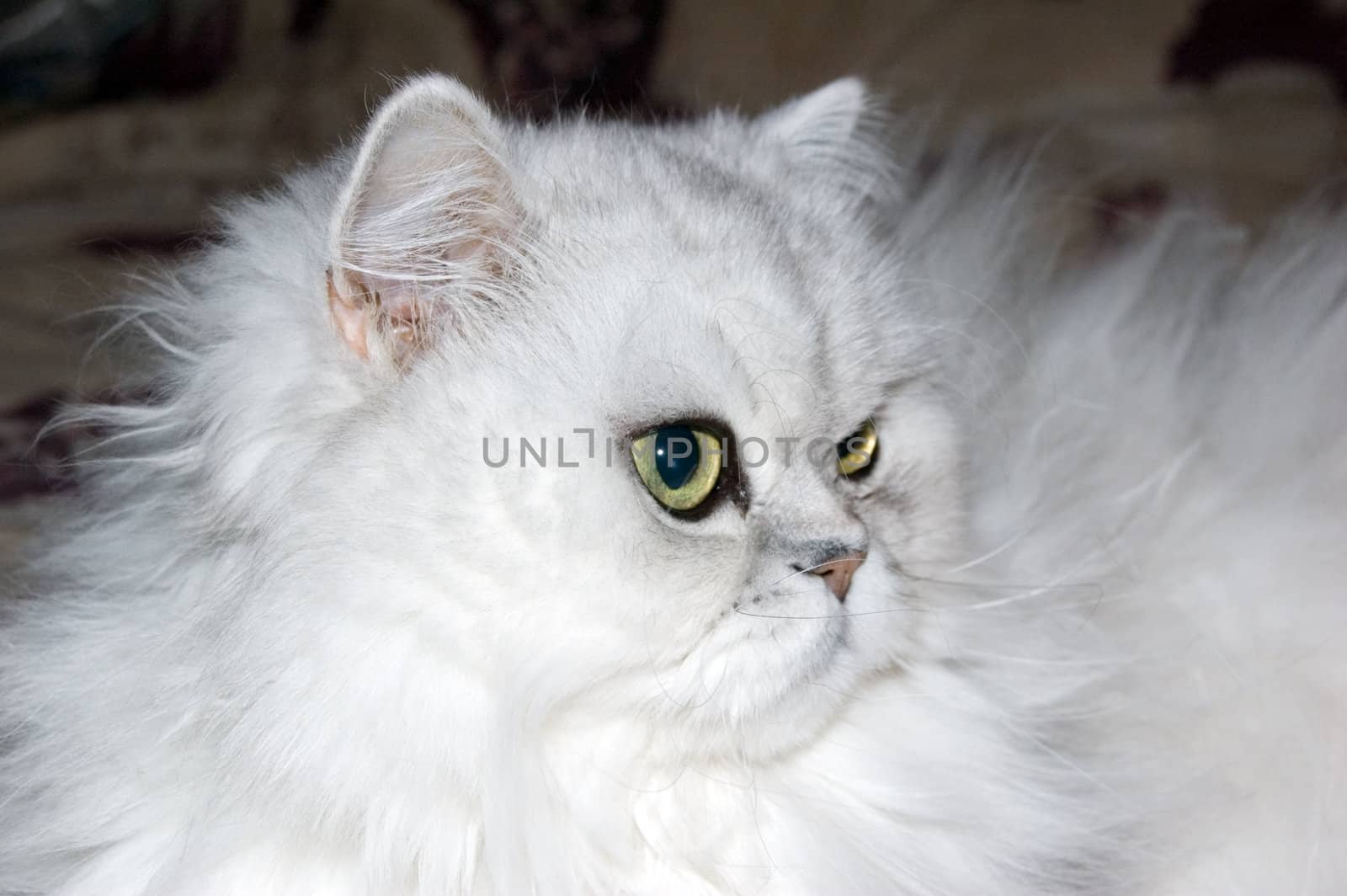 A white persian cat close-up
