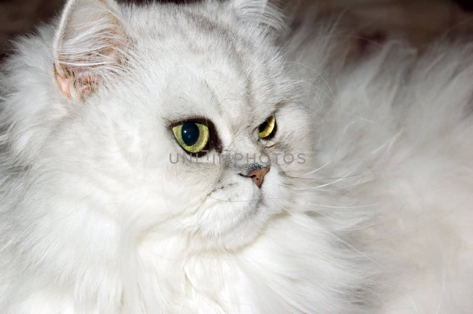 A white persian cat close-up
