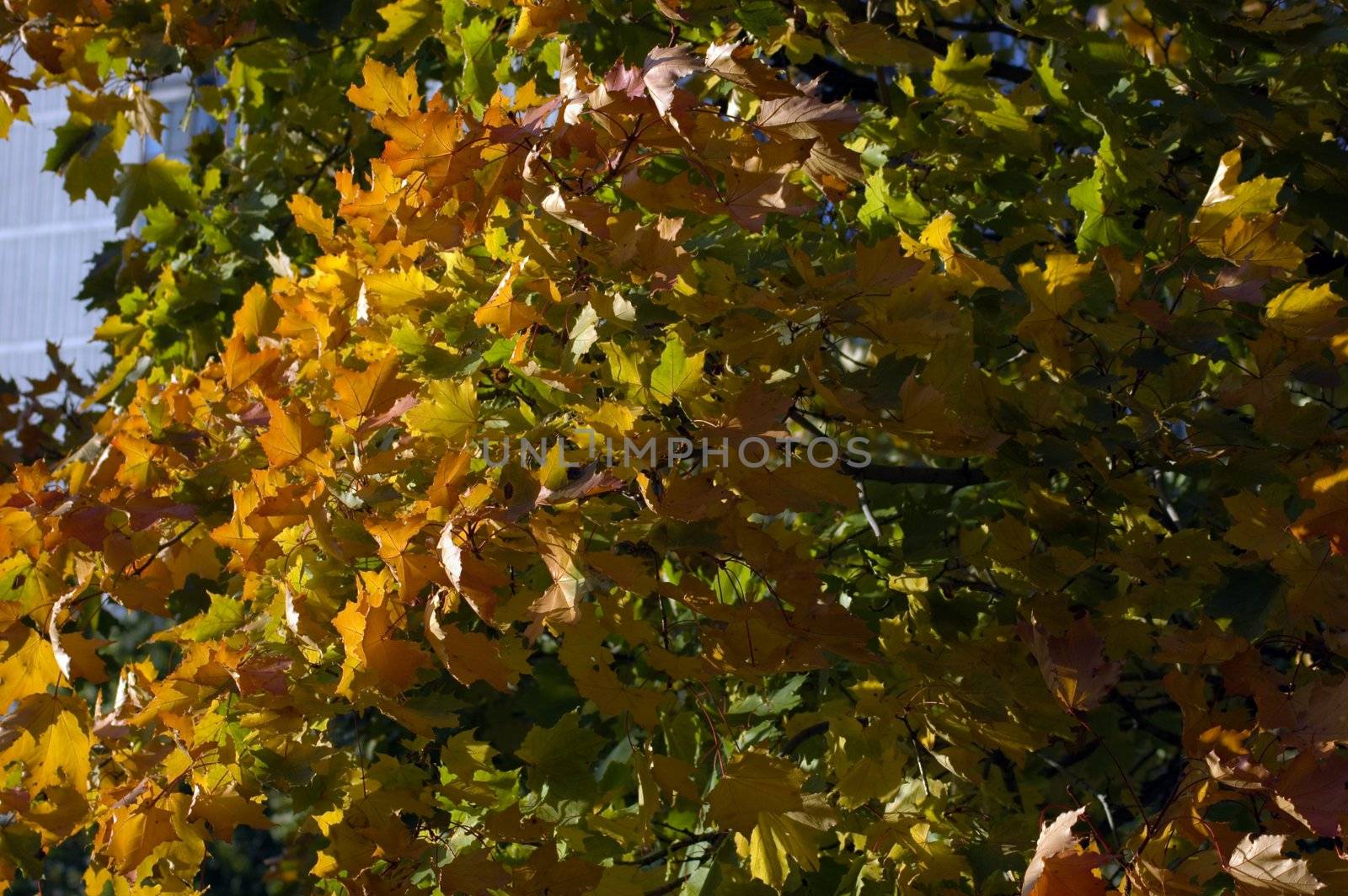 Fall's colorful tree in park. Toronto
