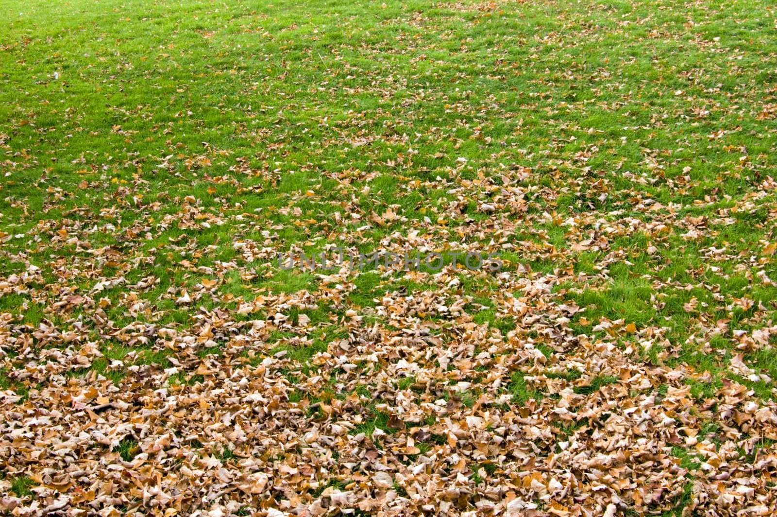 Yellow dry Leaves in the green grass